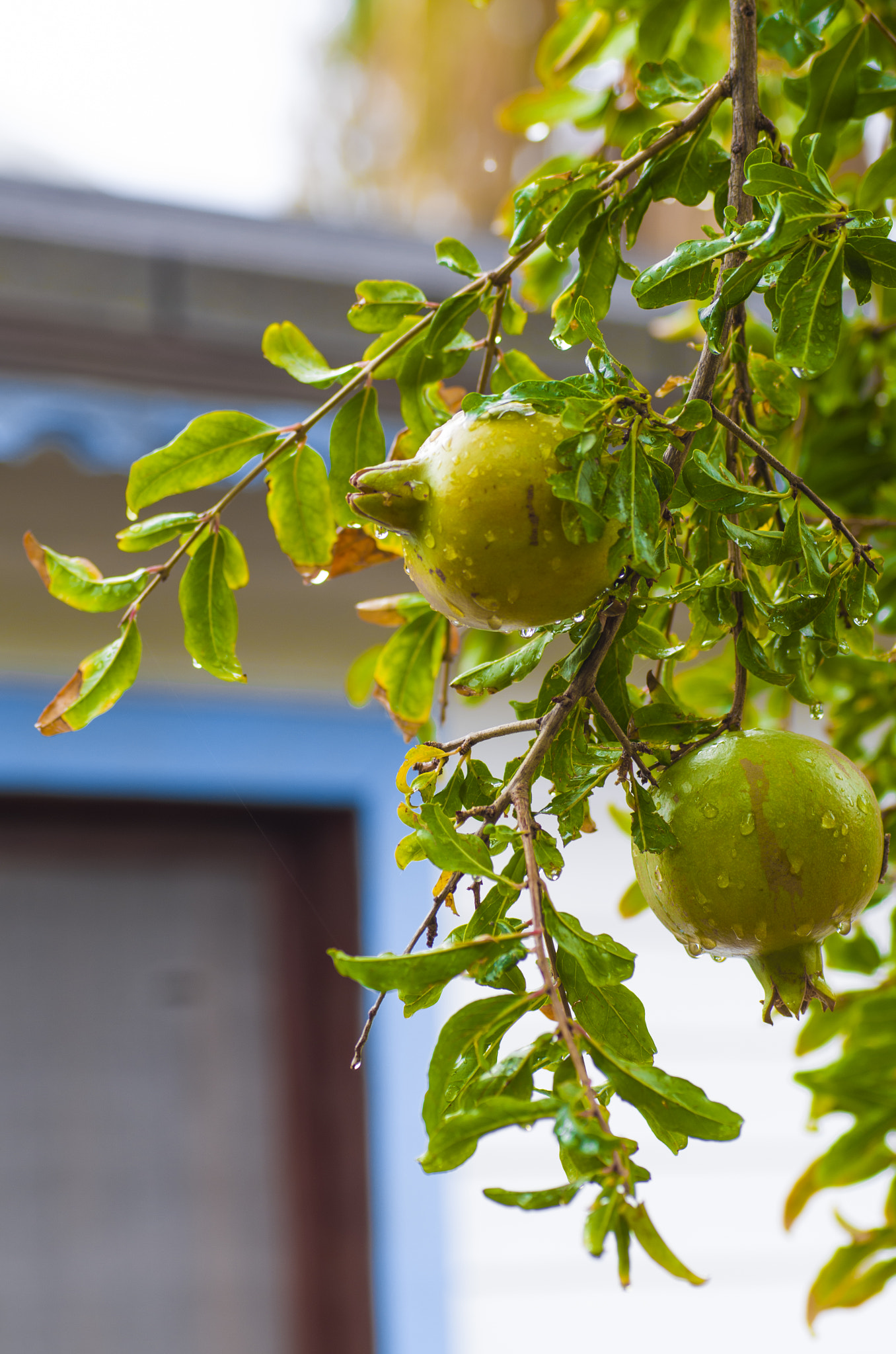 Pentax K-50 + Sigma sample photo. Ps photography