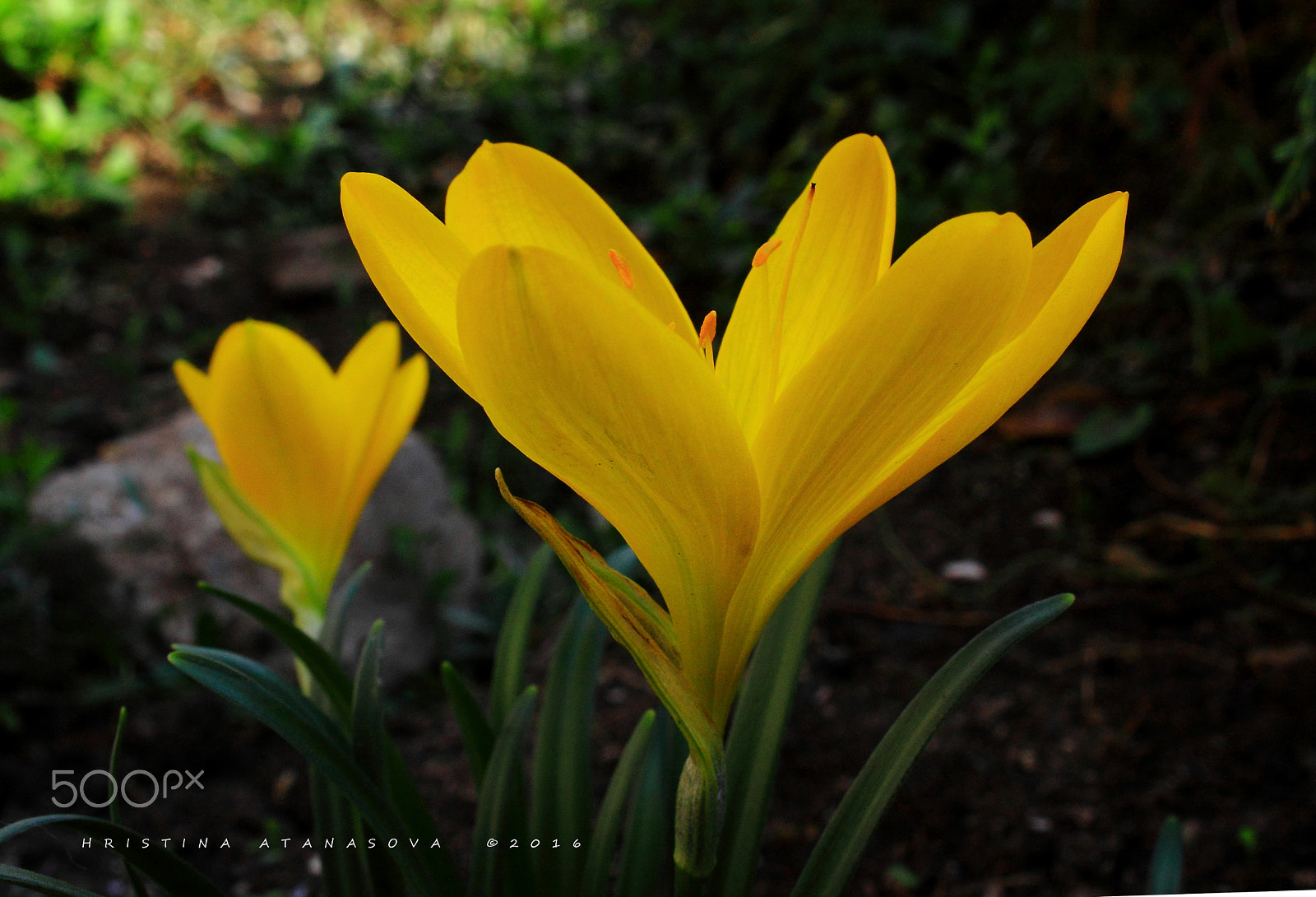 Canon EOS 500D (EOS Rebel T1i / EOS Kiss X3) + Canon EF-S 18-55mm F3.5-5.6 IS sample photo. Eye in the sky... photography