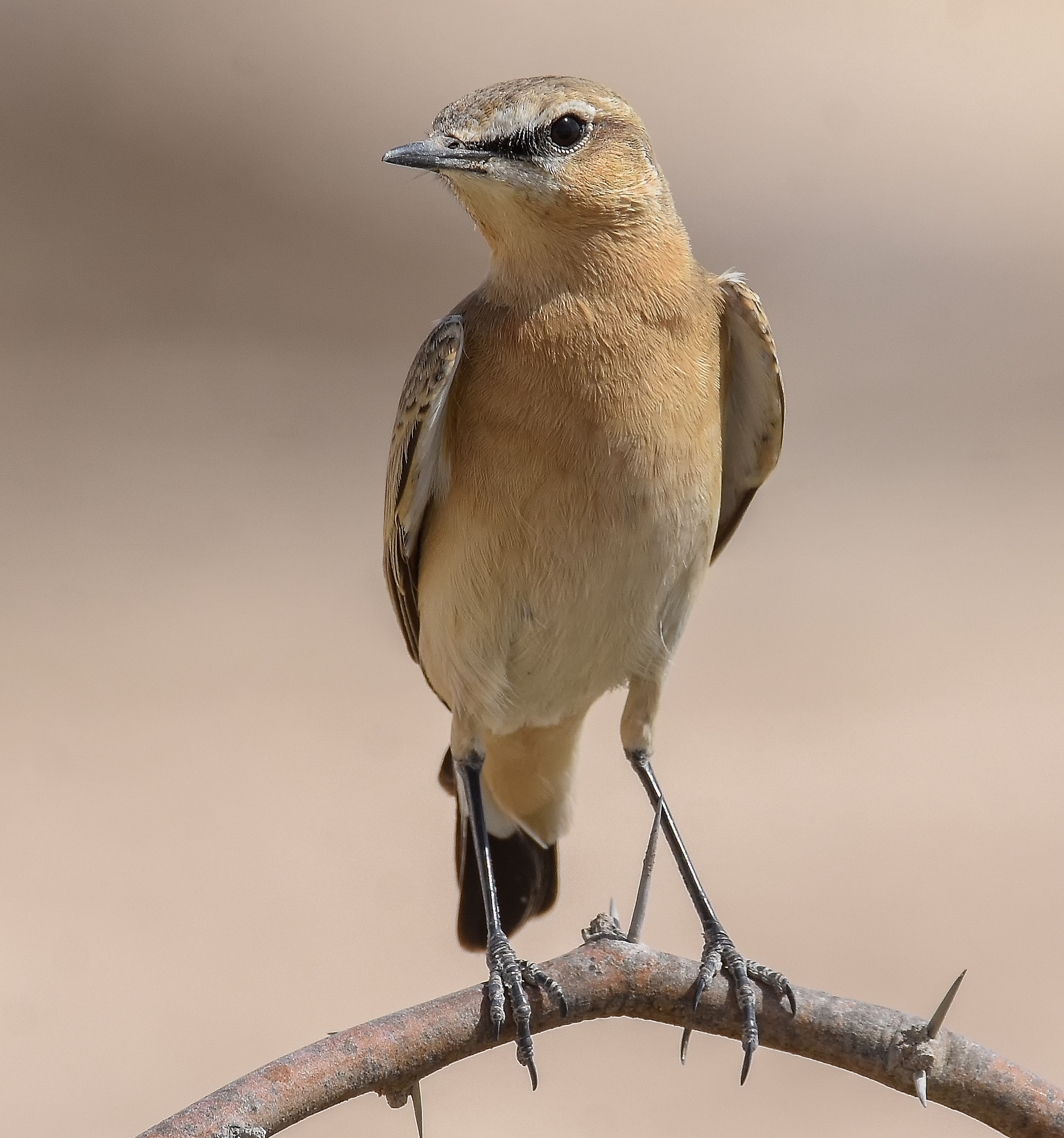Sigma 150-600mm F5-6.3 DG OS HSM | S sample photo. Isabilline wheatear  photography