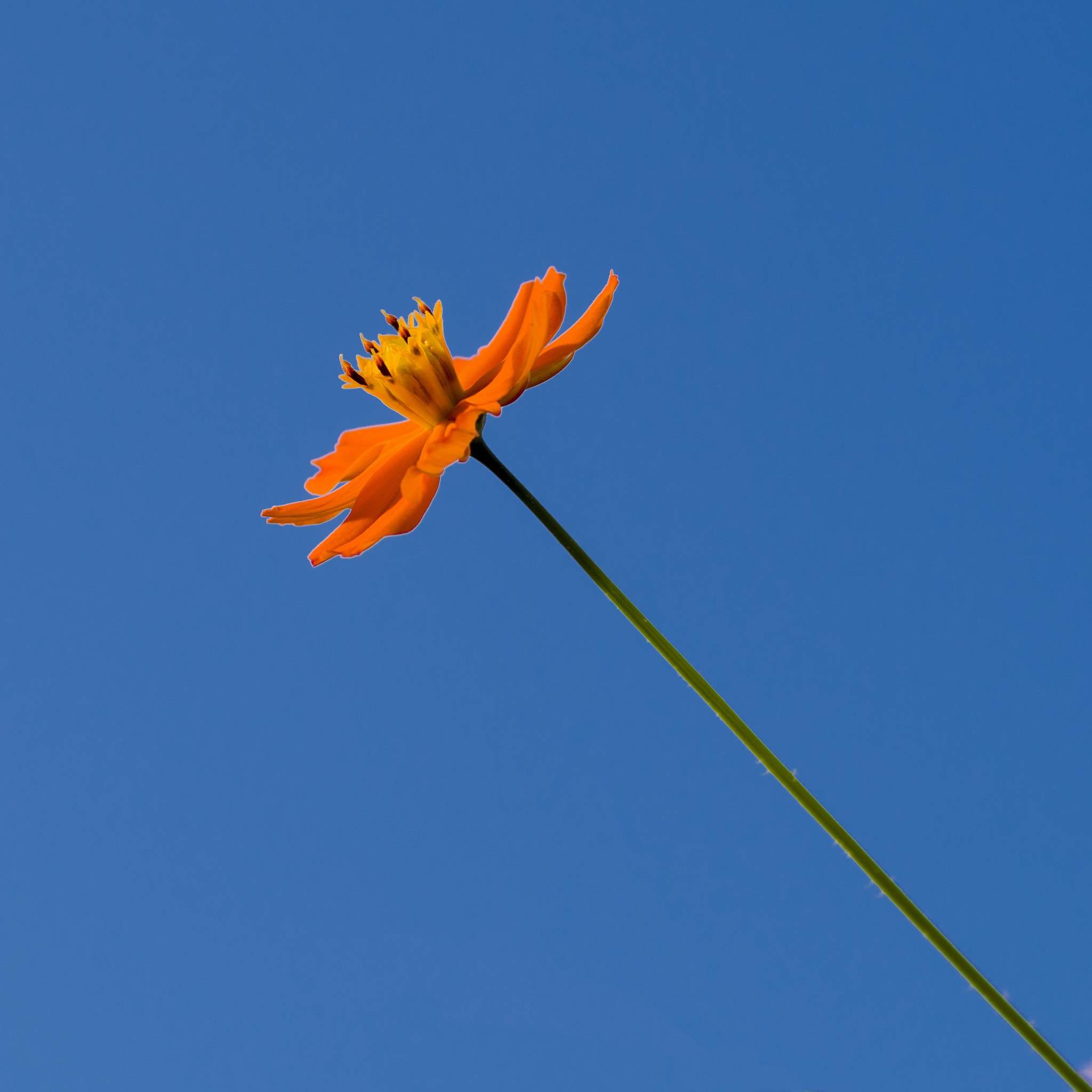 Pentax K-50 + Sigma sample photo. Ps photography
