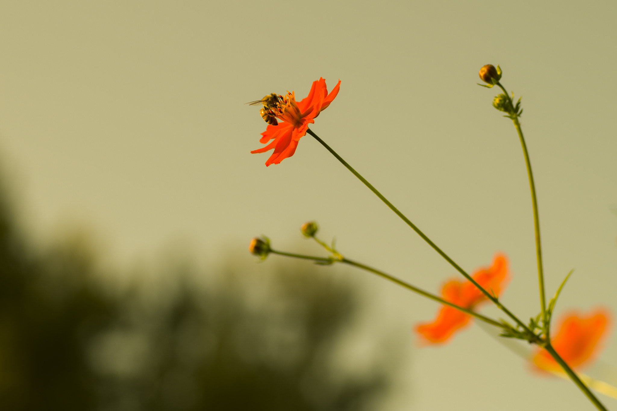 Pentax K-50 + Sigma sample photo. Ps photography