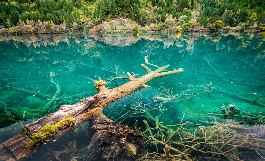 Underwater trees by Andre Polonski Photo 17499401 / 500px