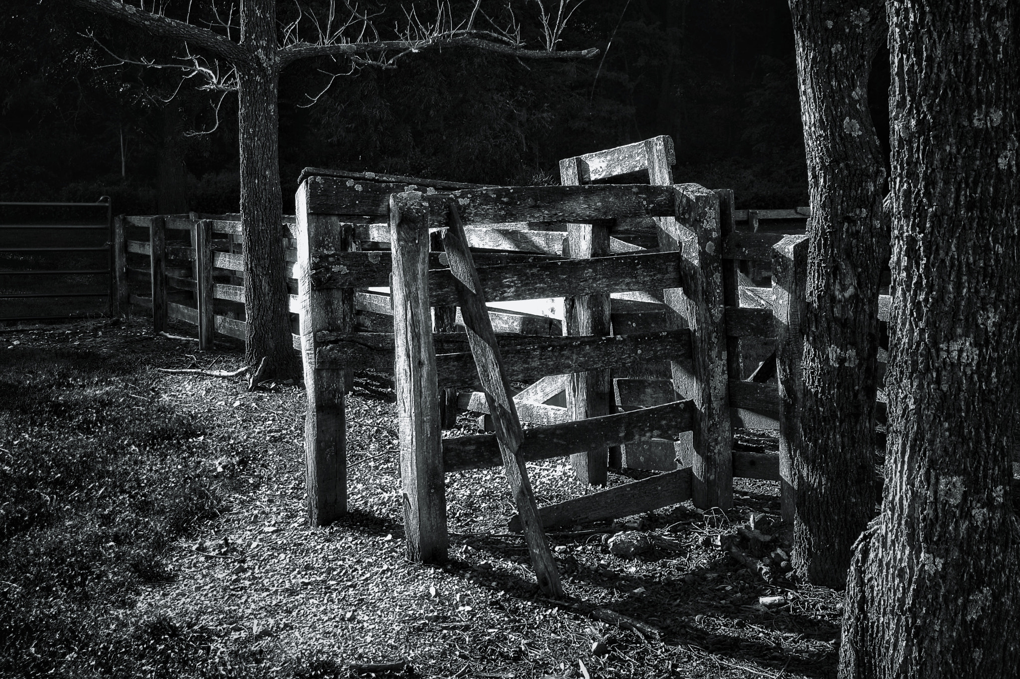 Canon EOS 1000D (EOS Digital Rebel XS / EOS Kiss F) sample photo. Old wooden fence and trees photography