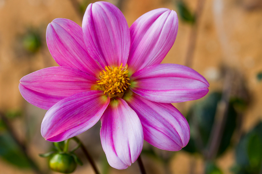 Canon EOS 7D + Canon EF 100mm F2.8L Macro IS USM sample photo. Pink dahlia photography