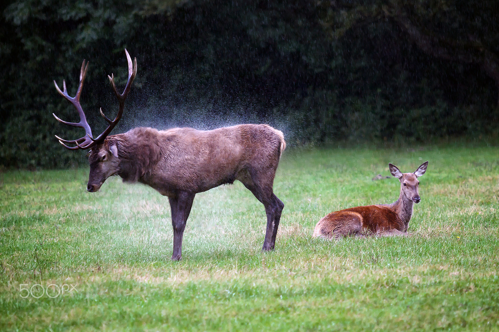 Canon EOS 5D Mark II + Canon EF 70-200mm F2.8L USM sample photo. Majestic deer and small deer. photography