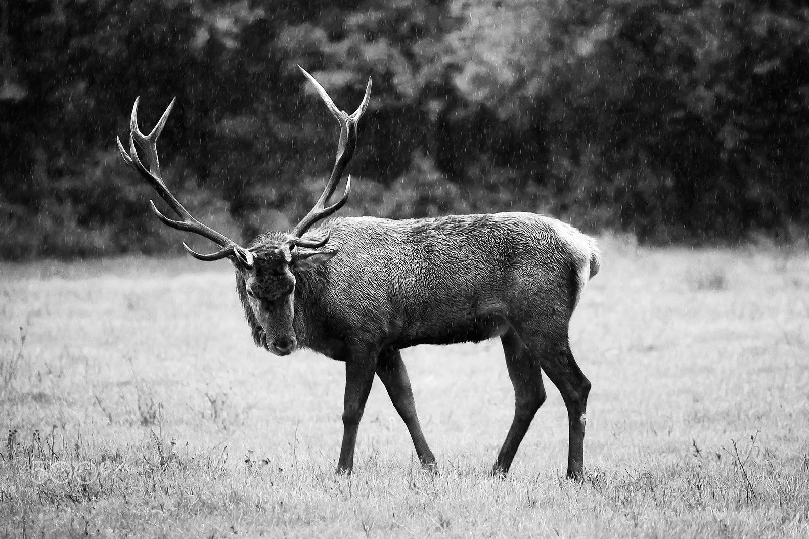 Canon EF 70-200mm F2.8L USM sample photo. Majestic deer photography