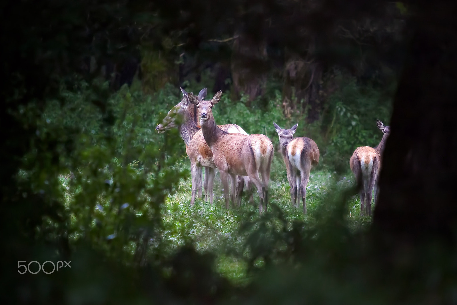 Canon EF 70-200mm F2.8L USM sample photo. Group of female deer photography