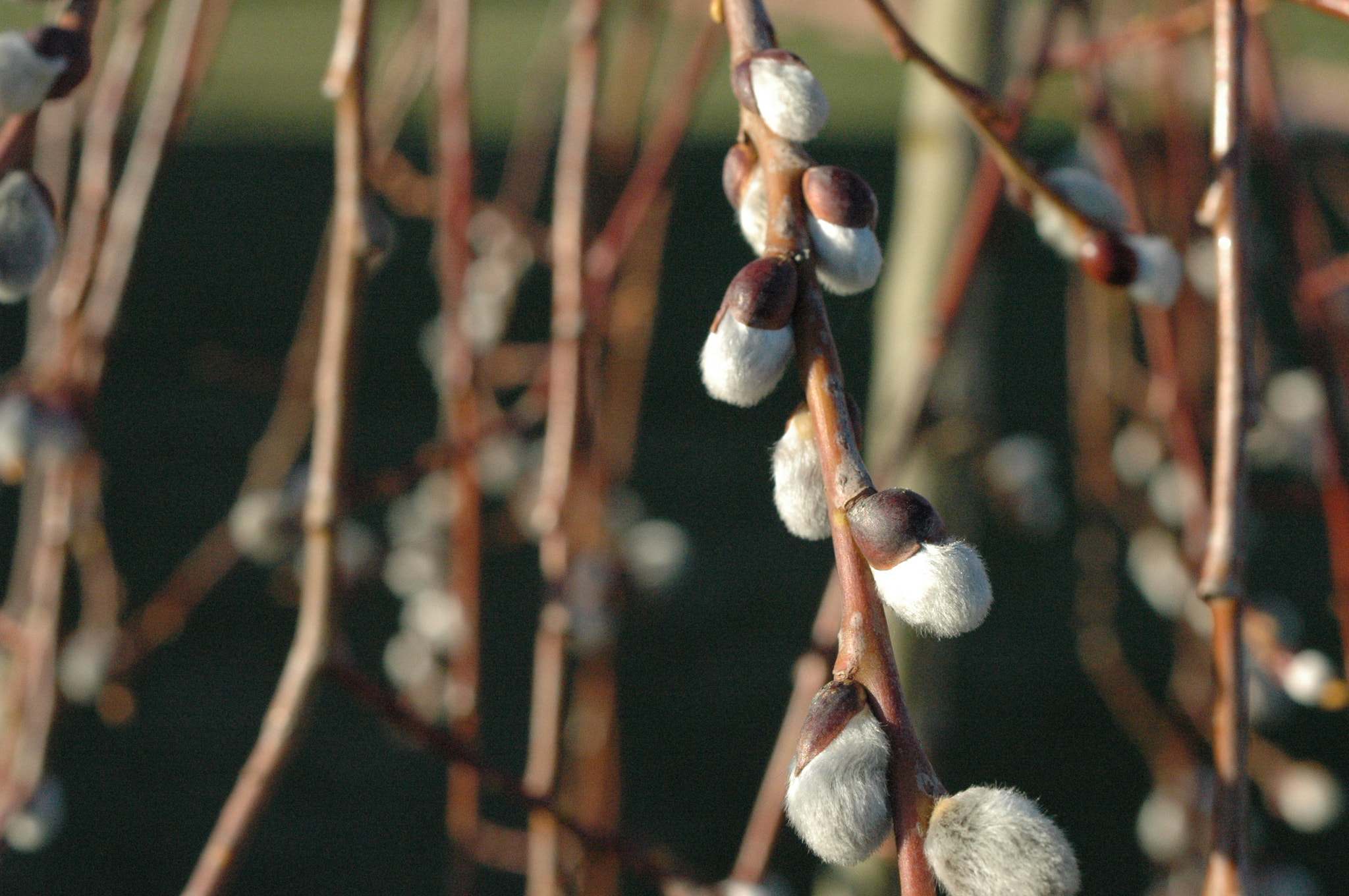 AF Zoom-Nikkor 35-70mm f/3.3-4.5 N sample photo. Cottonish photography