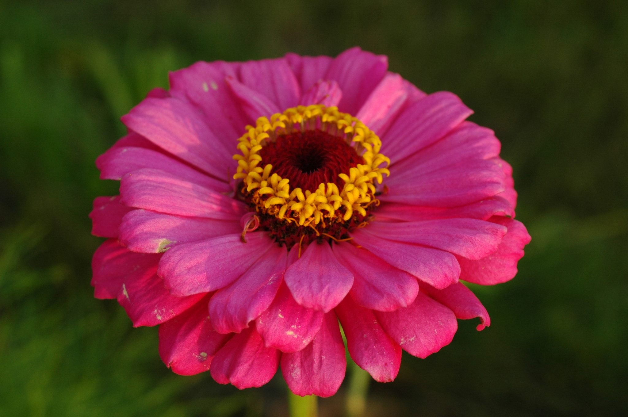 AF Zoom-Nikkor 35-70mm f/3.3-4.5 N sample photo. Beauty photography