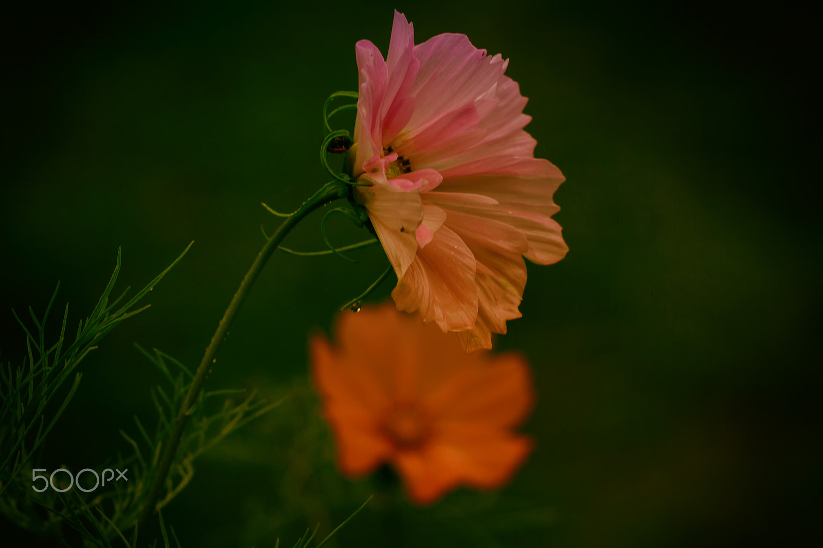Sigma APO Macro 150mm f/2.8 EX DG HSM sample photo. Twins photography
