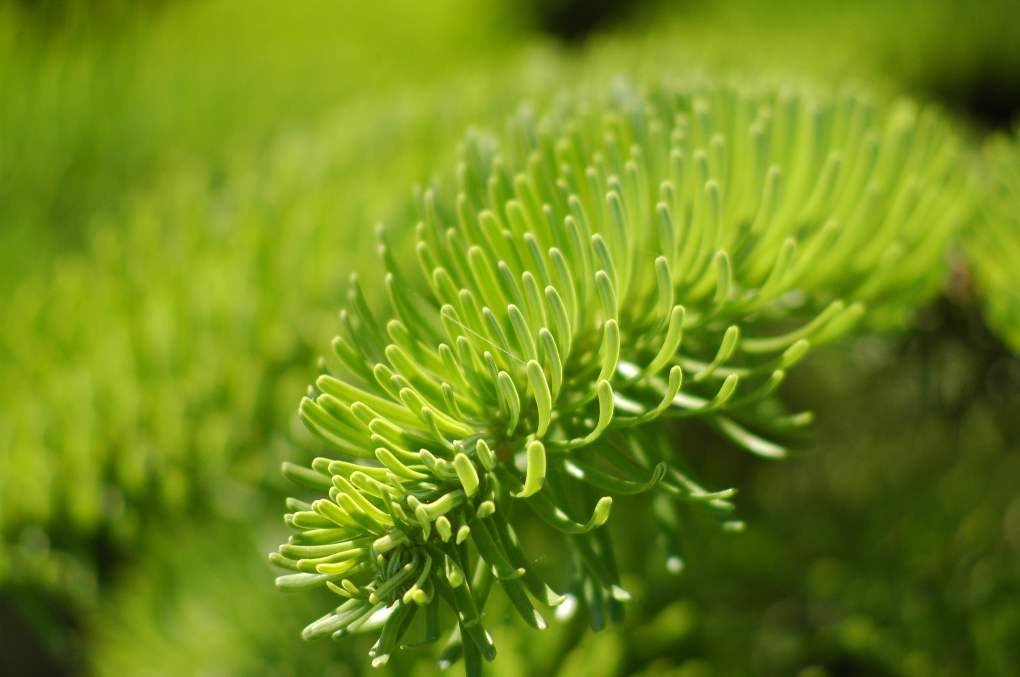 AF Nikkor 70-210mm f/4-5.6 sample photo. Macrosphere #1 photography