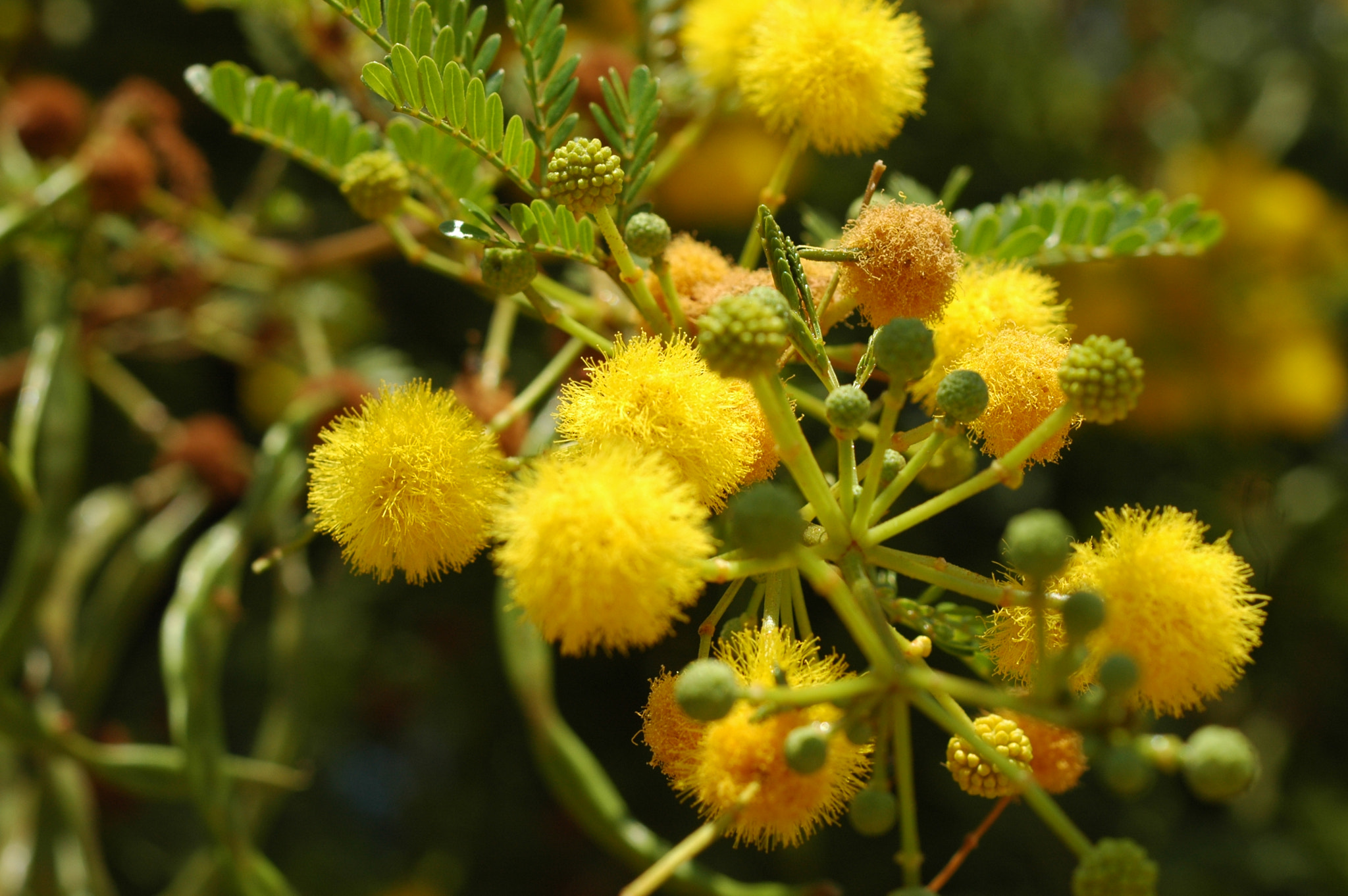 AF Zoom-Nikkor 35-70mm f/3.3-4.5 N sample photo. Puffy photography