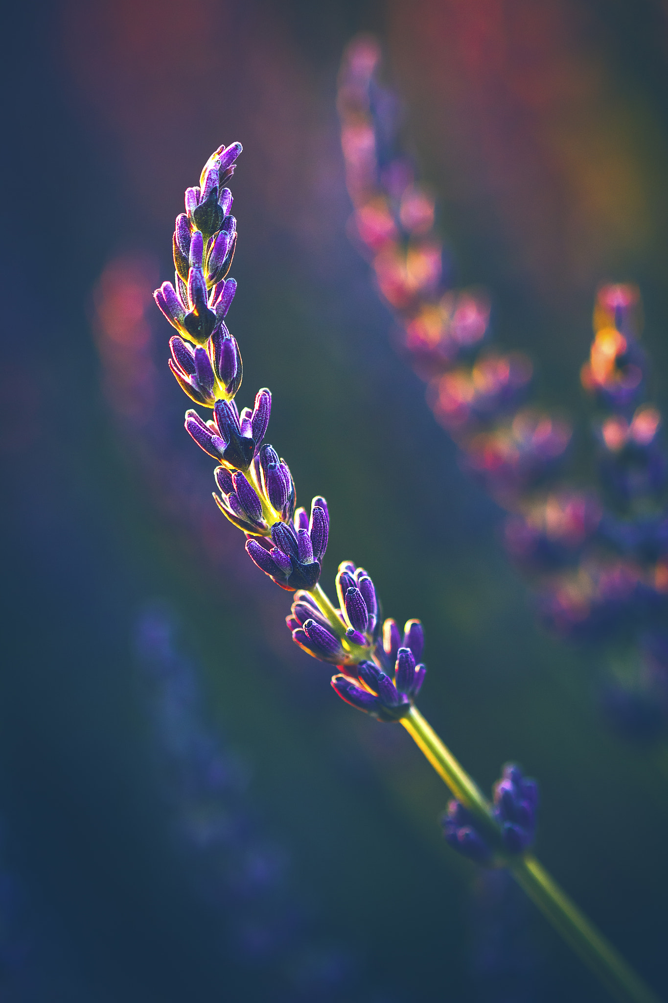 Canon EOS 60D + Canon EF 100mm F2.8L Macro IS USM sample photo. Lavender focus photography