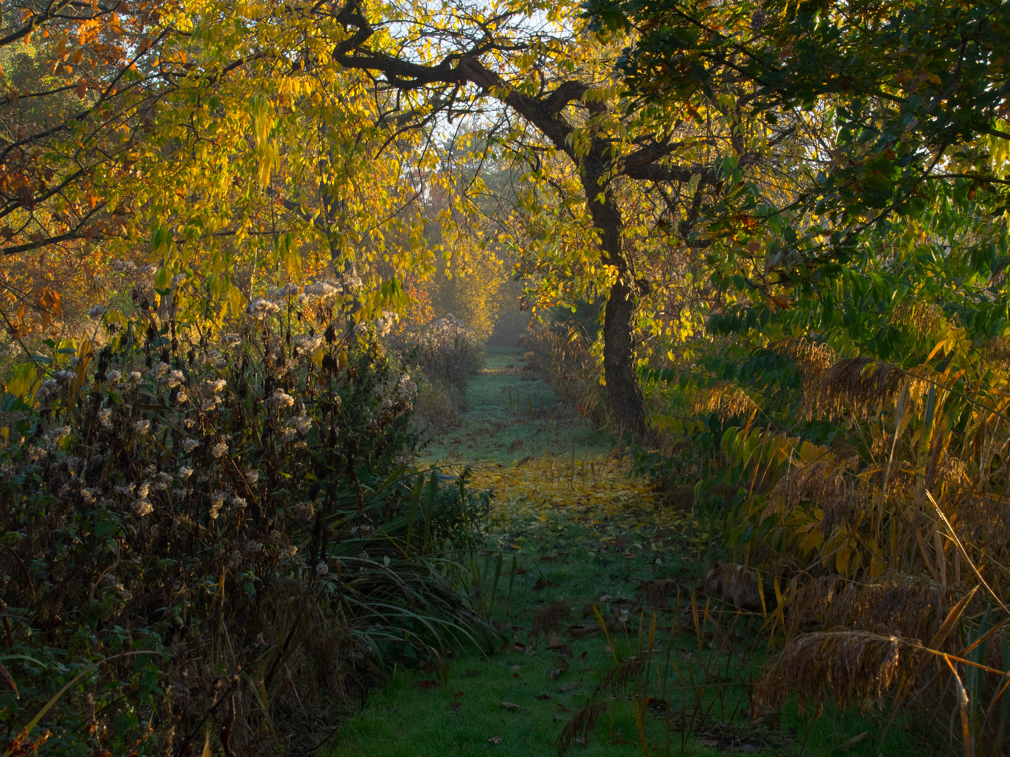 Olympus OM-D E-M1 + Tamron 14-150mm F3.5-5.8 Di III sample photo. Autumn in the park photography