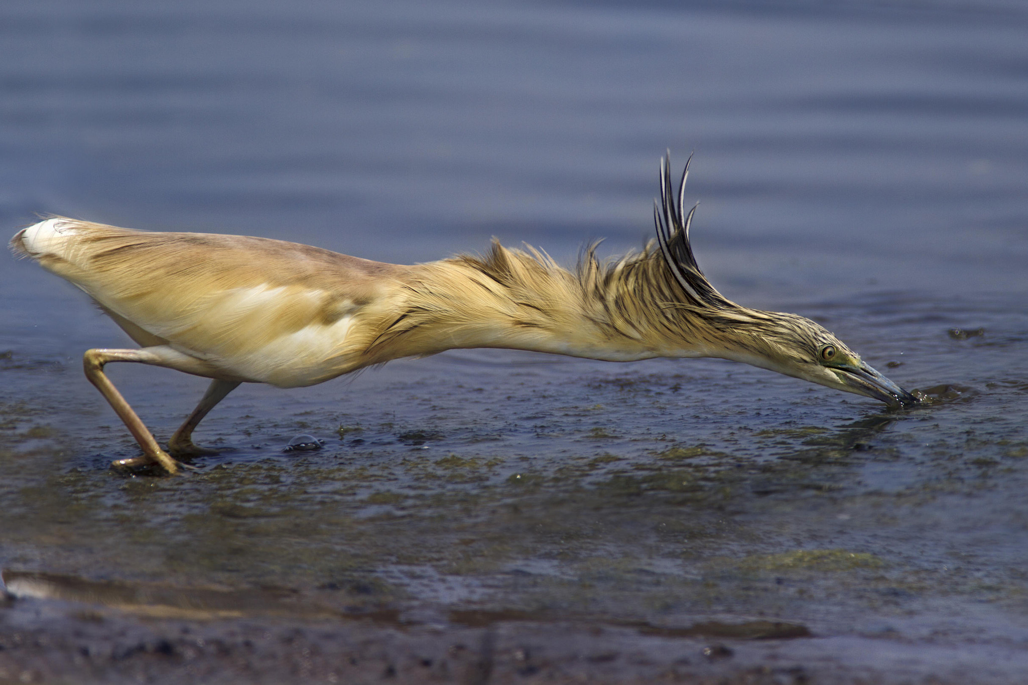 Canon EF 300mm f/2.8L + 1.4x sample photo. Squacco heron photography