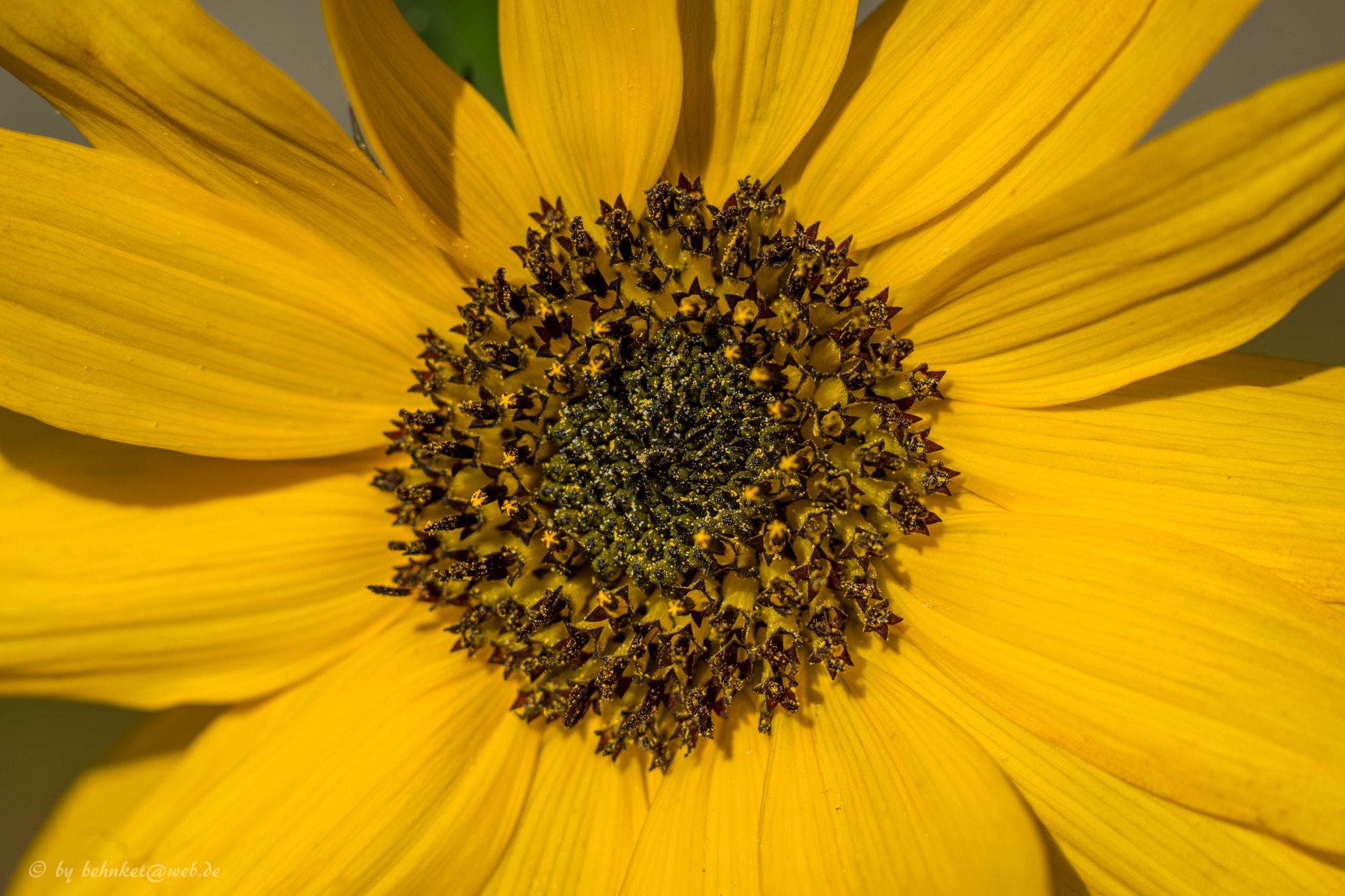 Sony a7 II + Canon EF 40mm F2.8 STM sample photo. Sonnenblume photography