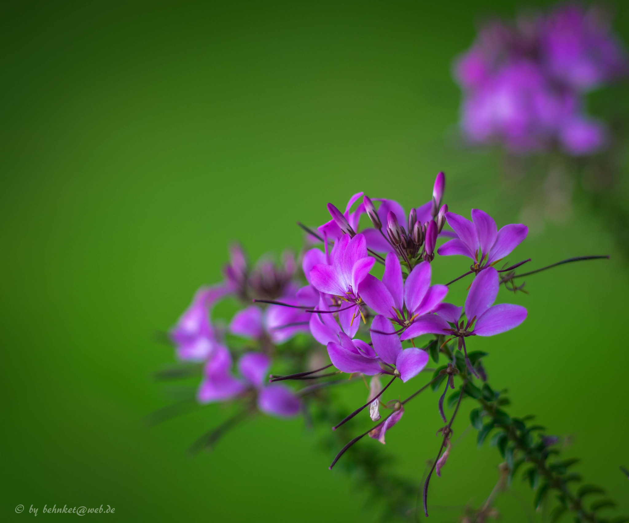 Sony a7 II + Canon EF 40mm F2.8 STM sample photo. Beauty plant photography