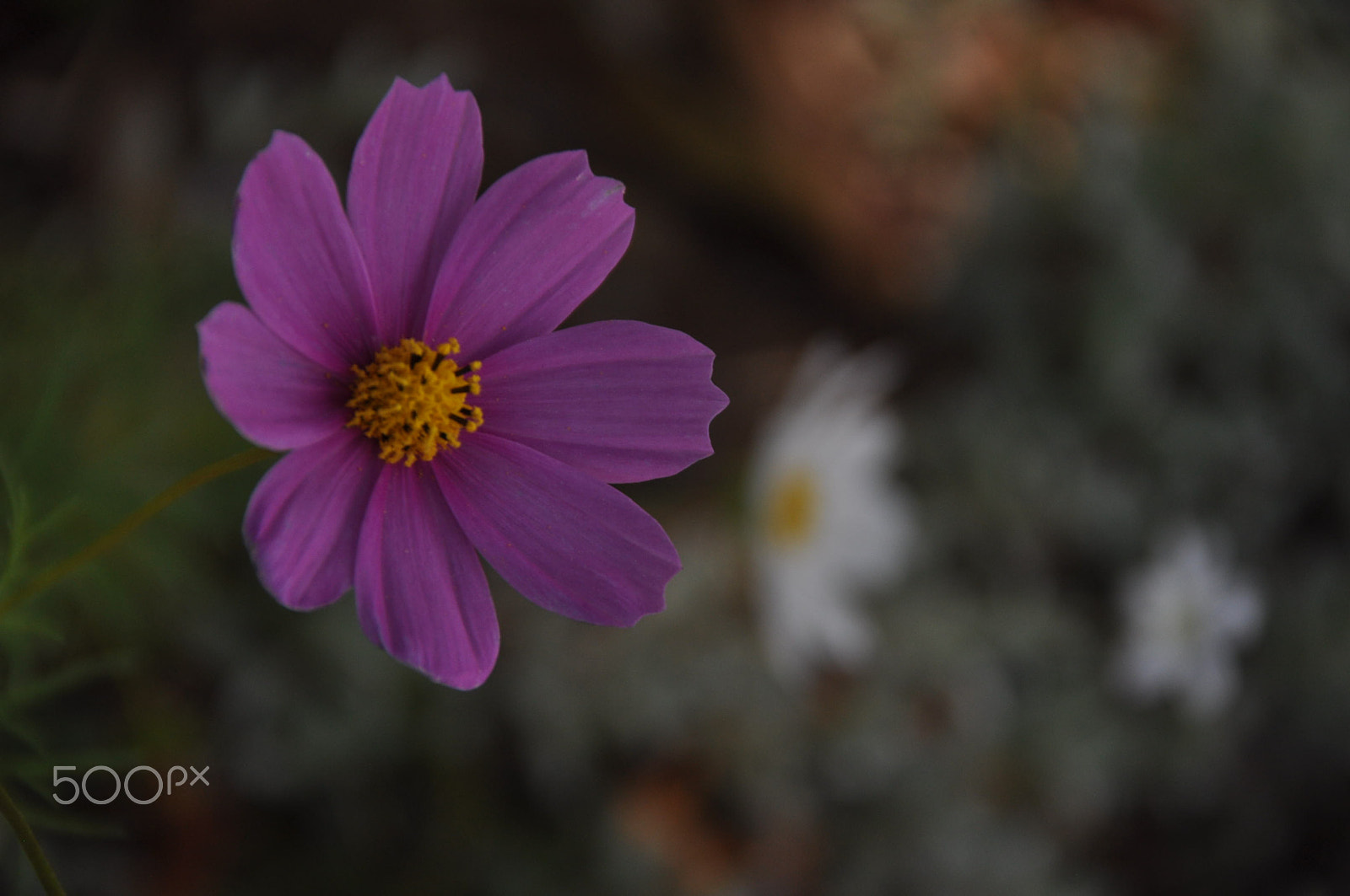 Sigma 18-125mm F3.8-5.6 DC OS HSM sample photo. Sonbahar çiçekleri photography