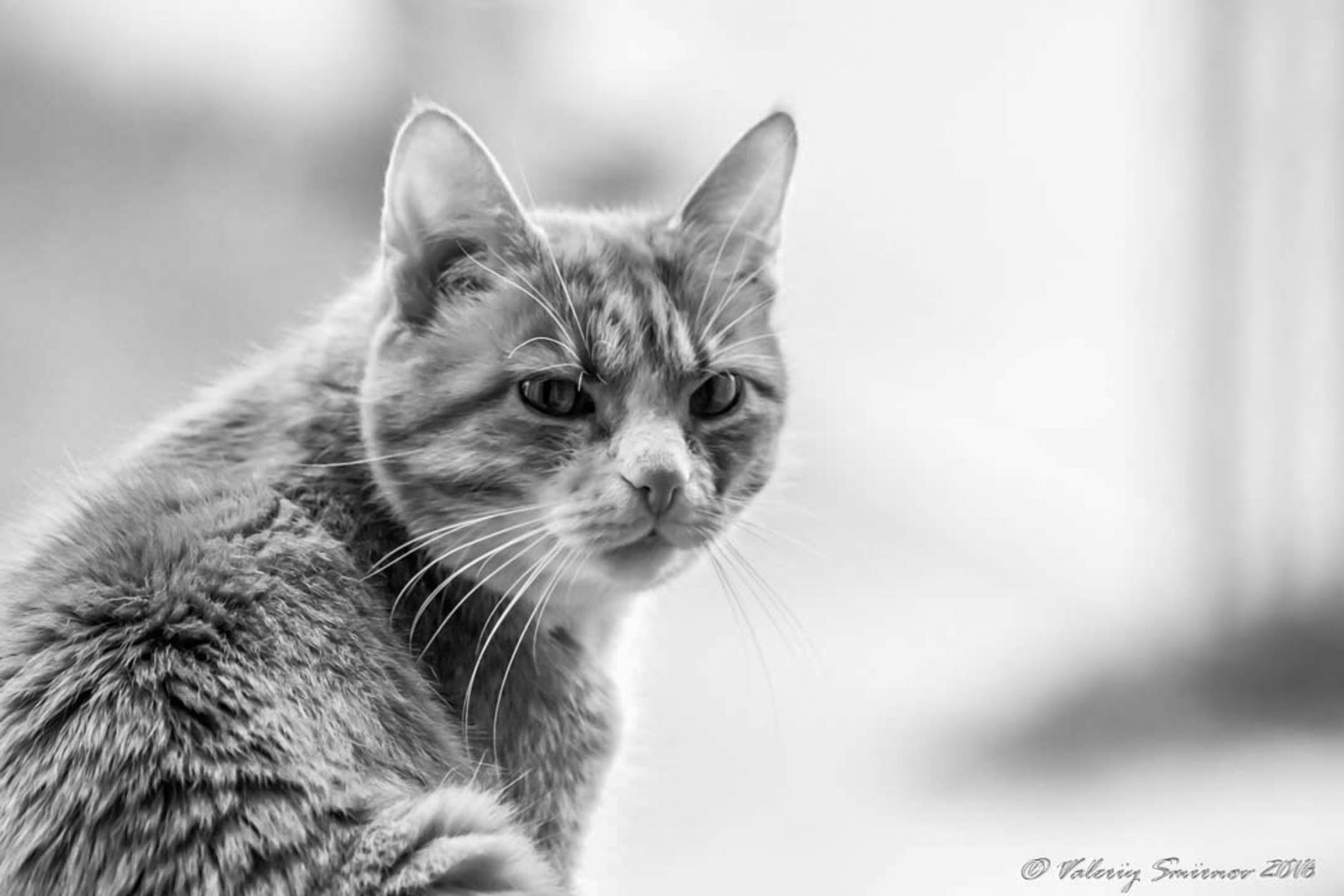 Canon EOS 50D sample photo. Img photography