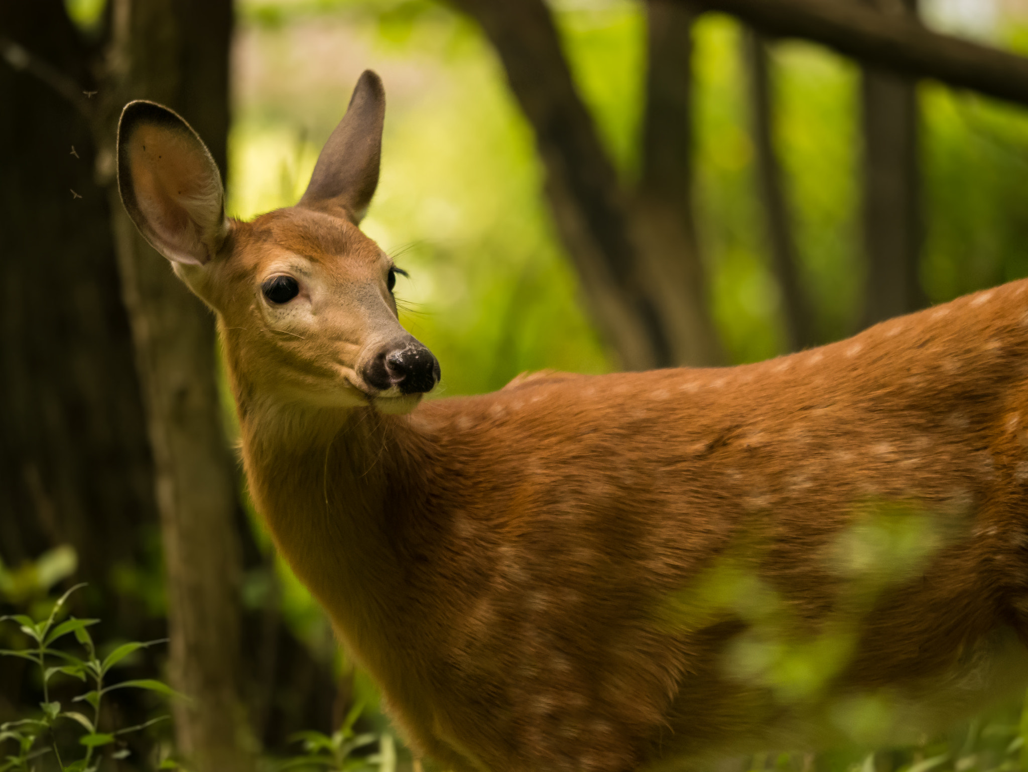 Panasonic Lumix DMC-G7 sample photo. Deer in forest photography