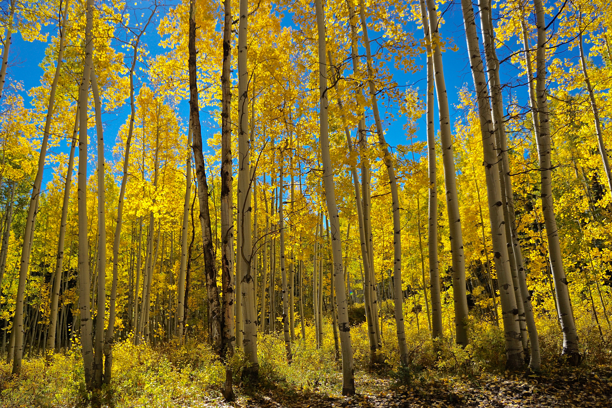 Tamron 18-200mm F3.5-6.3 Di III VC sample photo. Keller pass photography
