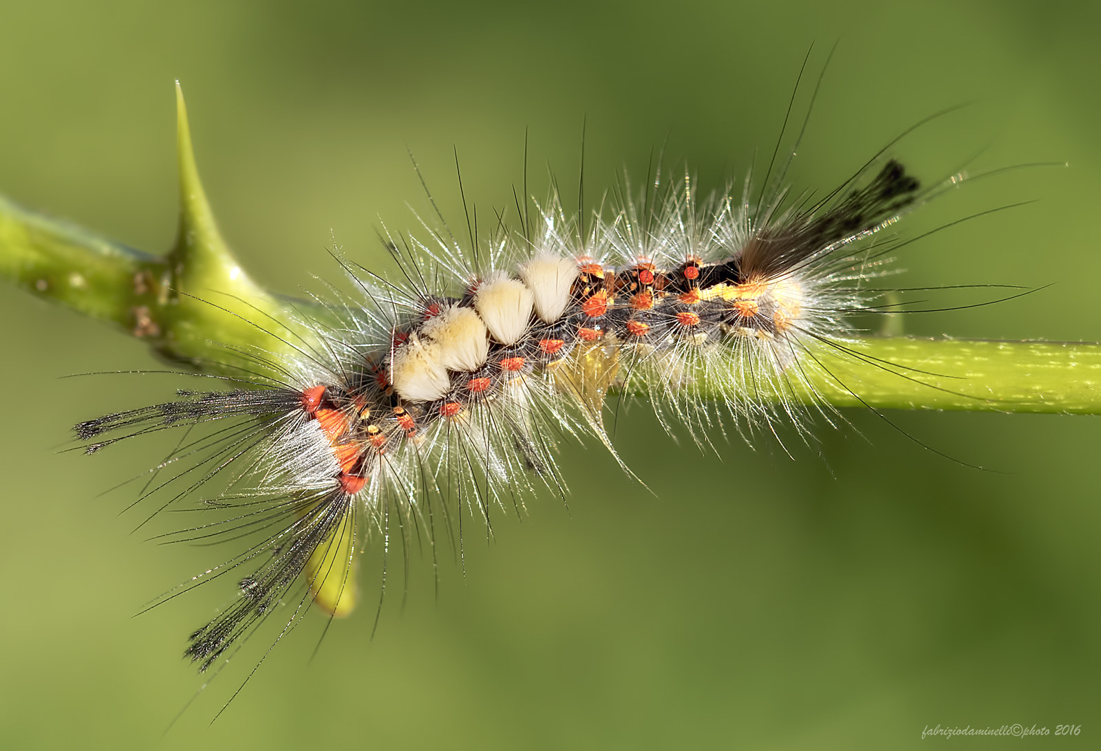 Canon EF 100mm F2.8L Macro IS USM sample photo. Orgyia antiqua photography