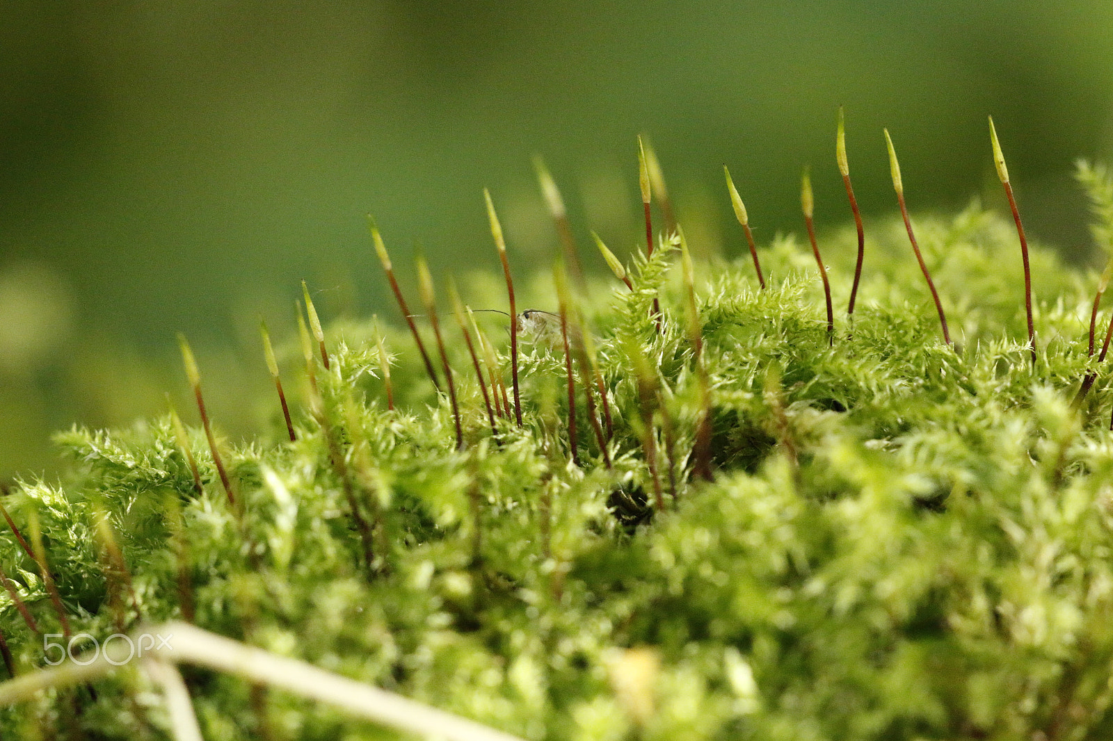 Canon EOS 70D + Sigma APO Macro 180mm F2.8 EX DG OS HSM sample photo. Moss in macro looks like little candles photography