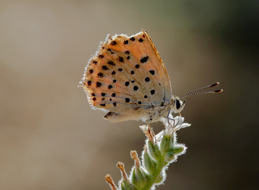 smc PENTAX-FA Macro 100mm F2.8 sample photo. Natural light photography