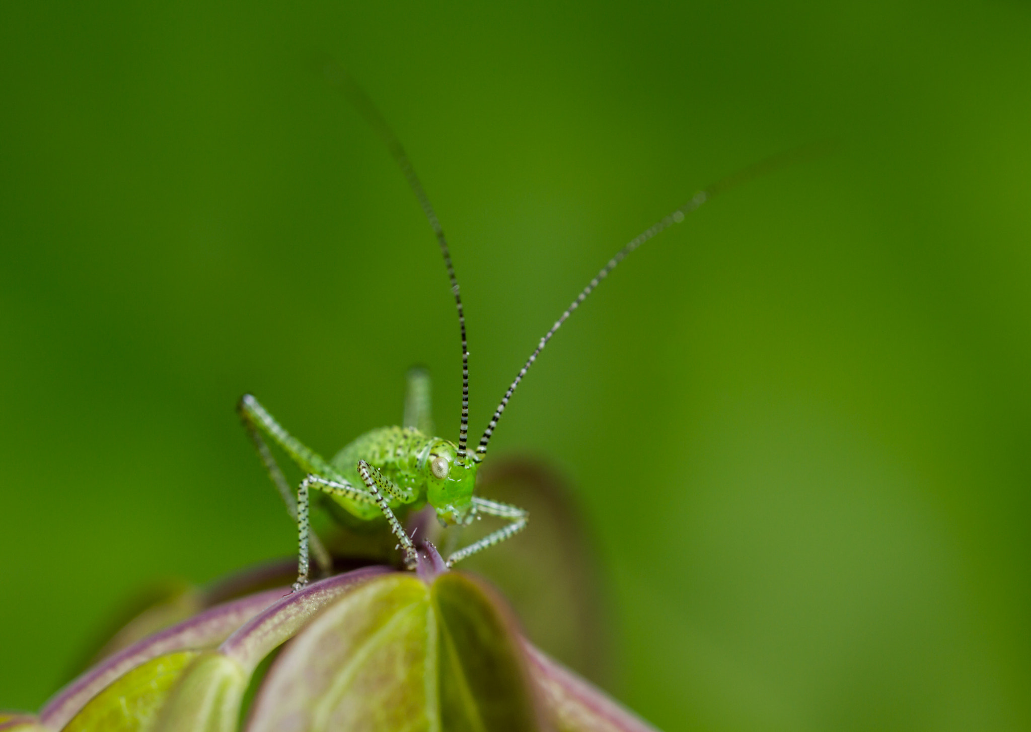 Canon EOS 7D sample photo. Speckled bush cricket (leptophyes punctatissima) - nymph photography