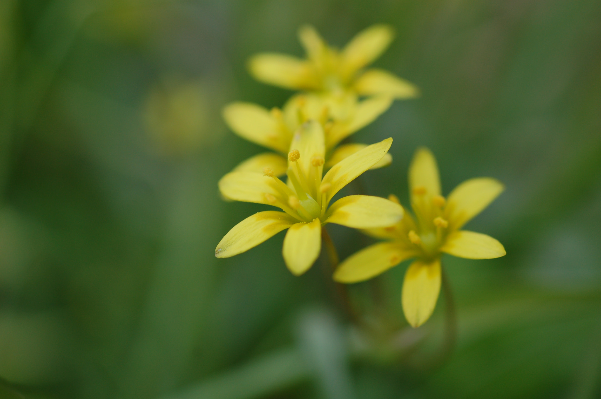 Nikon D50 + Nikon AF Micro-Nikkor 60mm F2.8D sample photo. Endangered flower photography