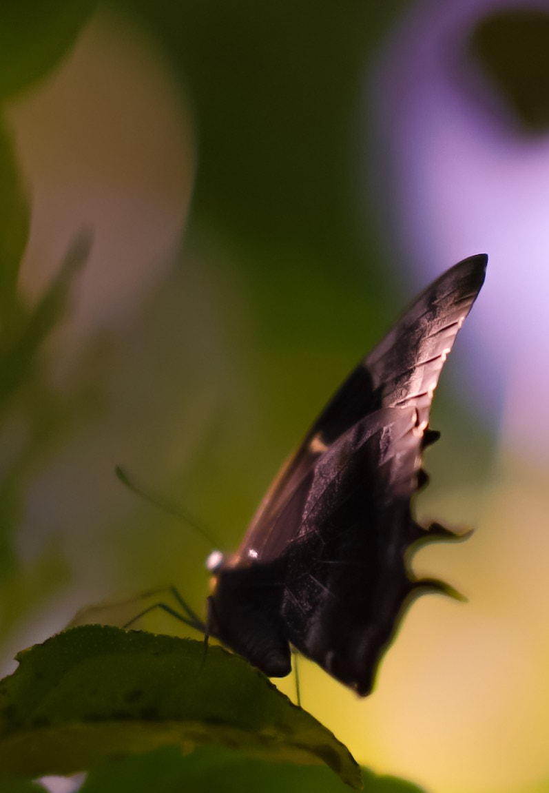 Sony a7S sample photo. Sail butterfly. photography