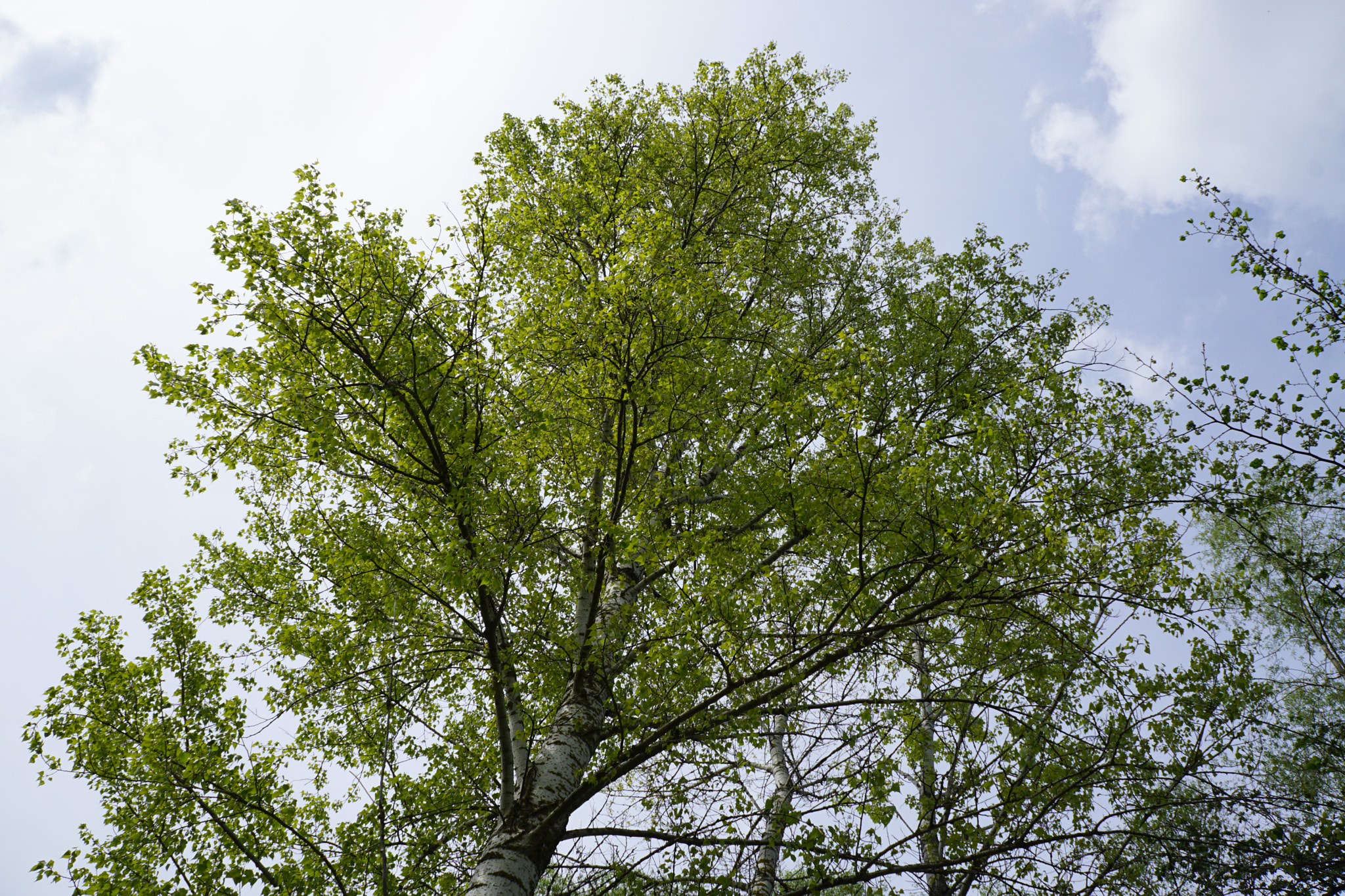 Tamron 18-200mm F3.5-6.3 Di III VC sample photo. . photography