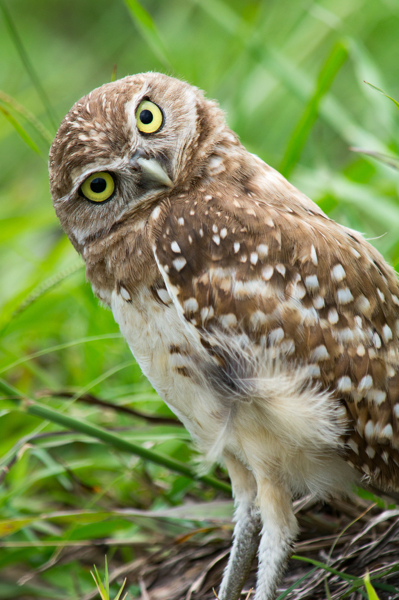 Sony SLT-A57 sample photo. Owl curiosity photography
