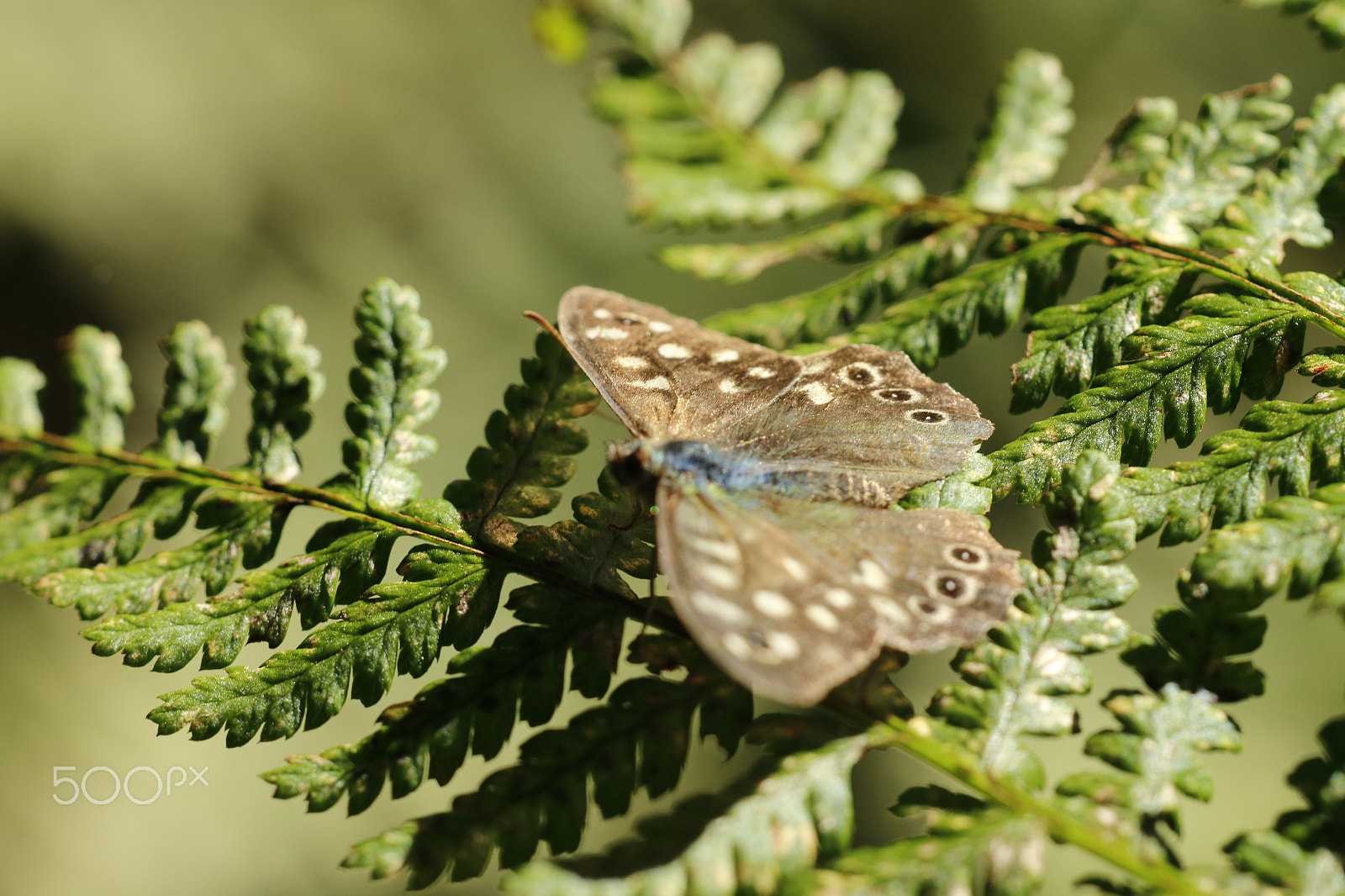 Sigma APO Macro 180mm F2.8 EX DG OS HSM sample photo. Speckled wood butterfly on fern photography