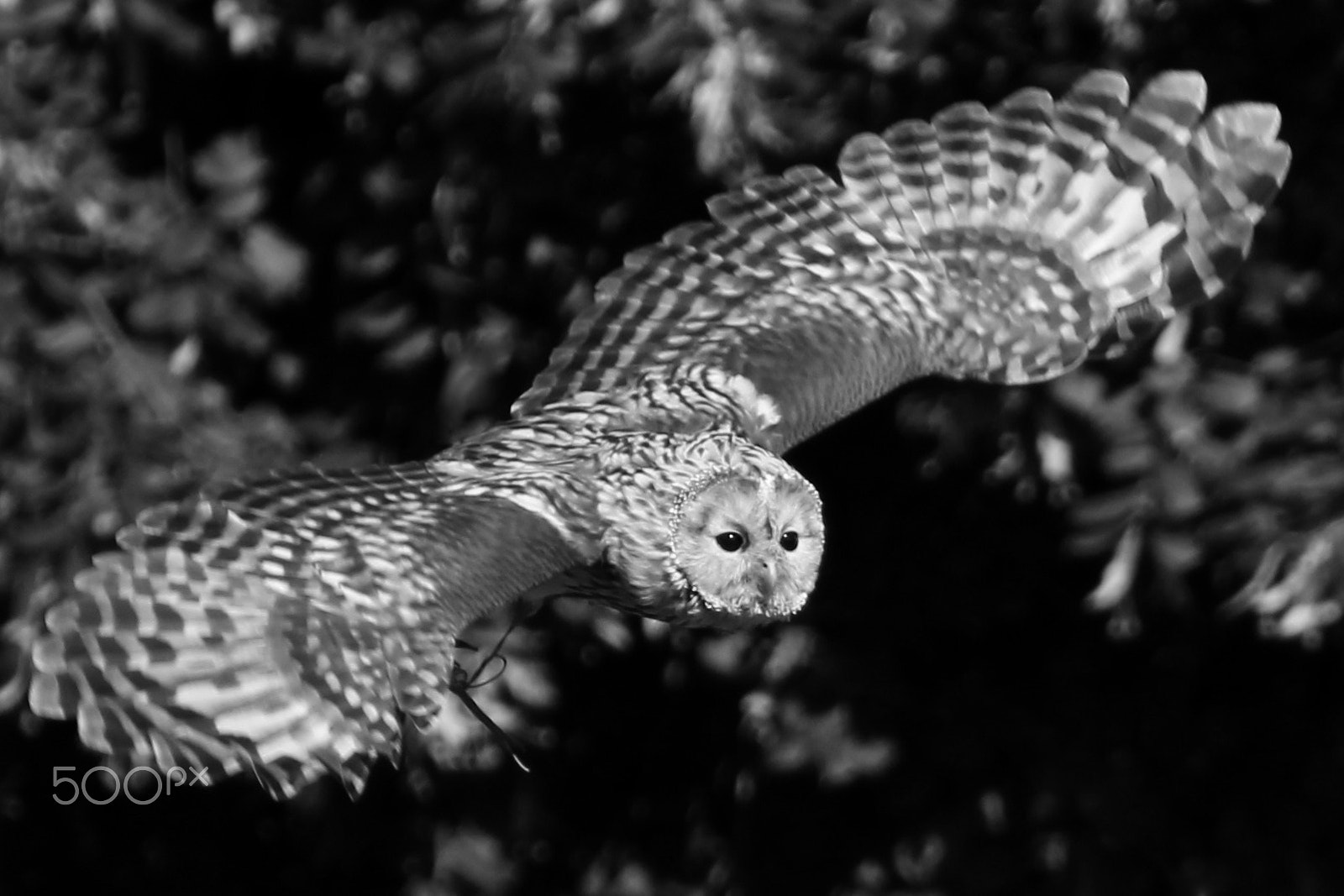 Tamron SP 35mm F1.8 Di VC USD sample photo. Owl photography