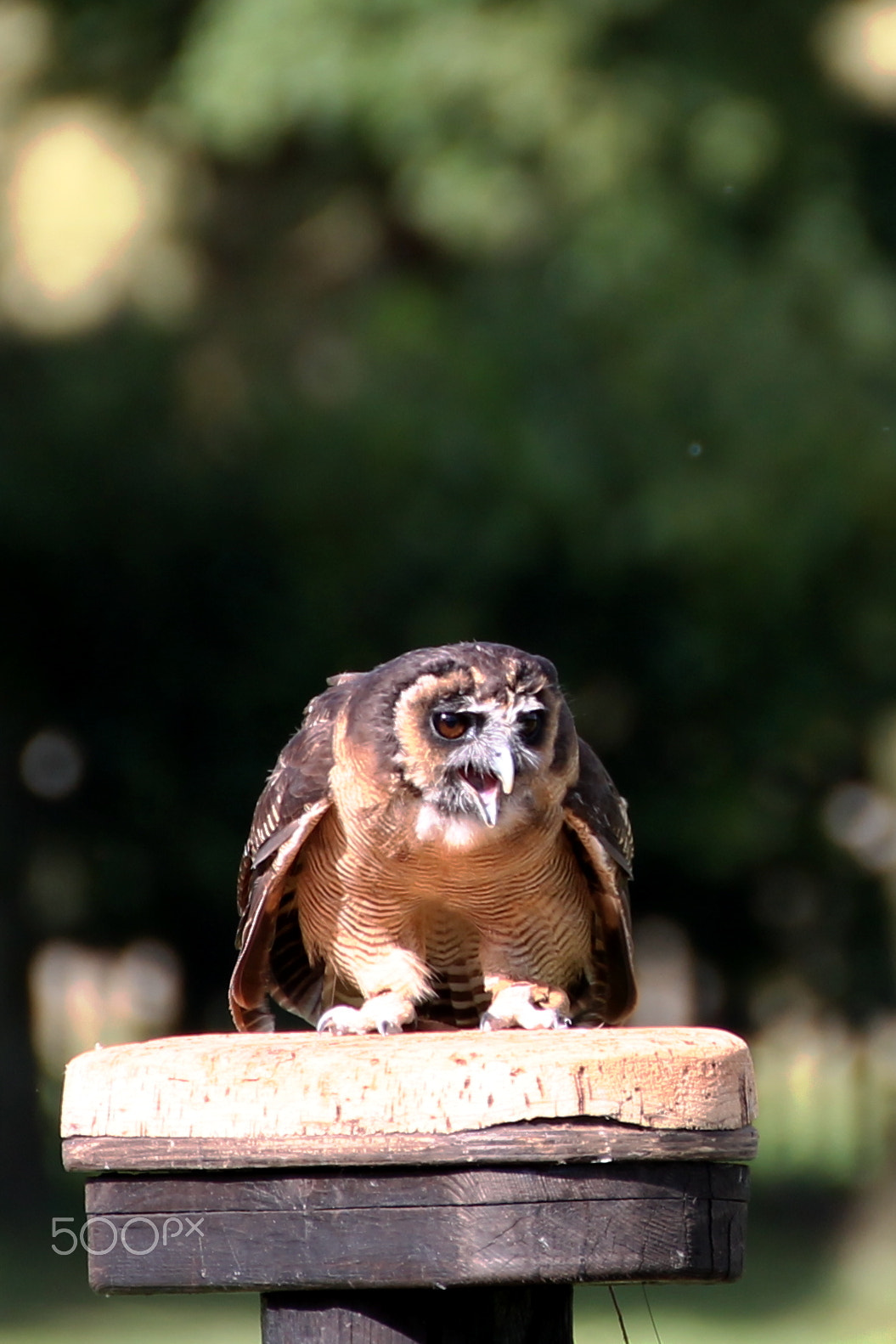 Tamron SP 35mm F1.8 Di VC USD sample photo. Owls photography