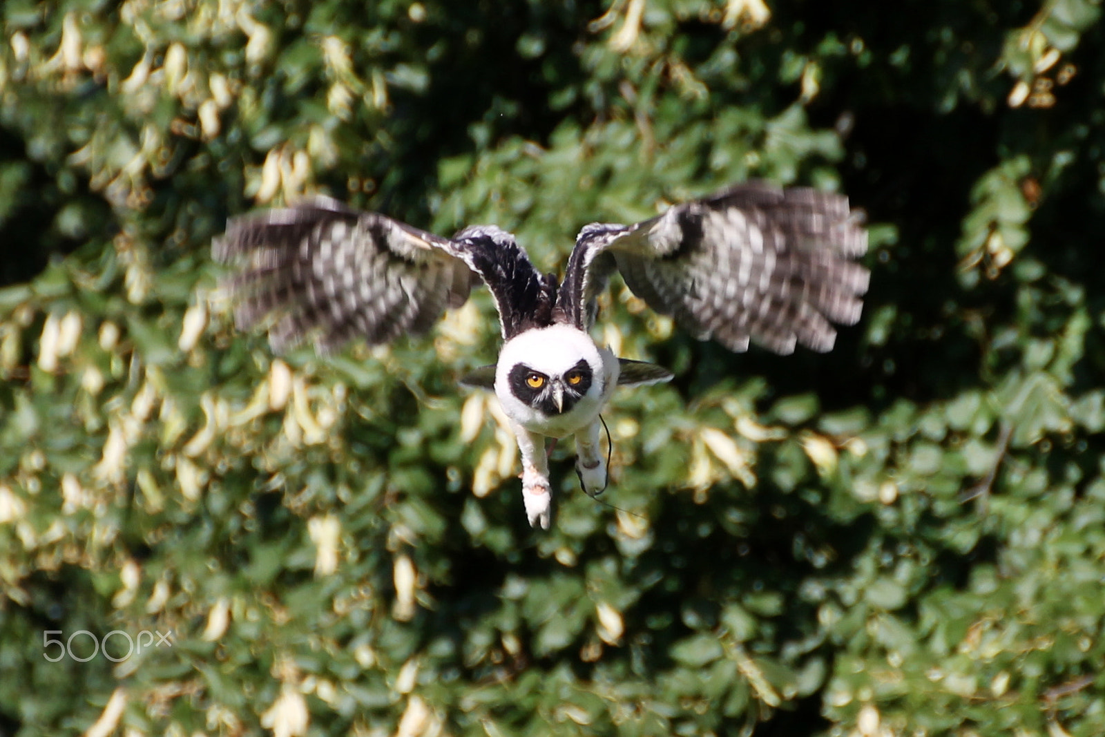 Tamron SP 35mm F1.8 Di VC USD sample photo. Spectacle owl photography