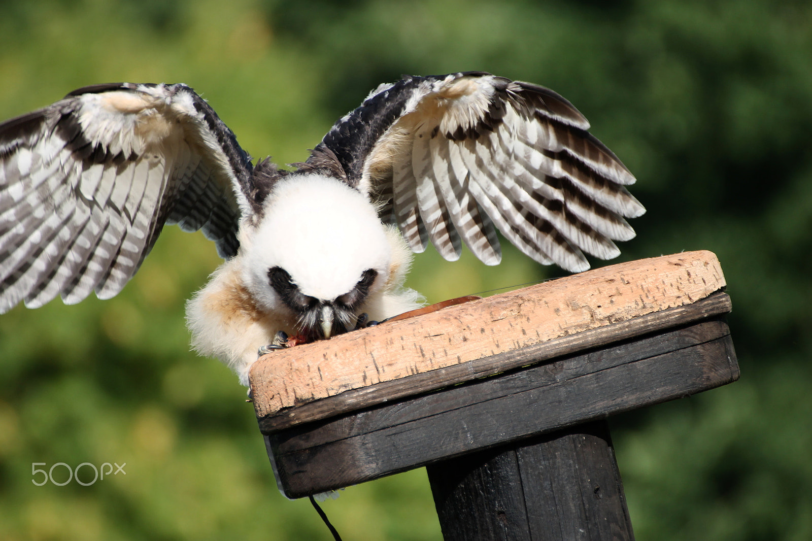 Tamron SP 35mm F1.8 Di VC USD sample photo. Gremlin owl photography
