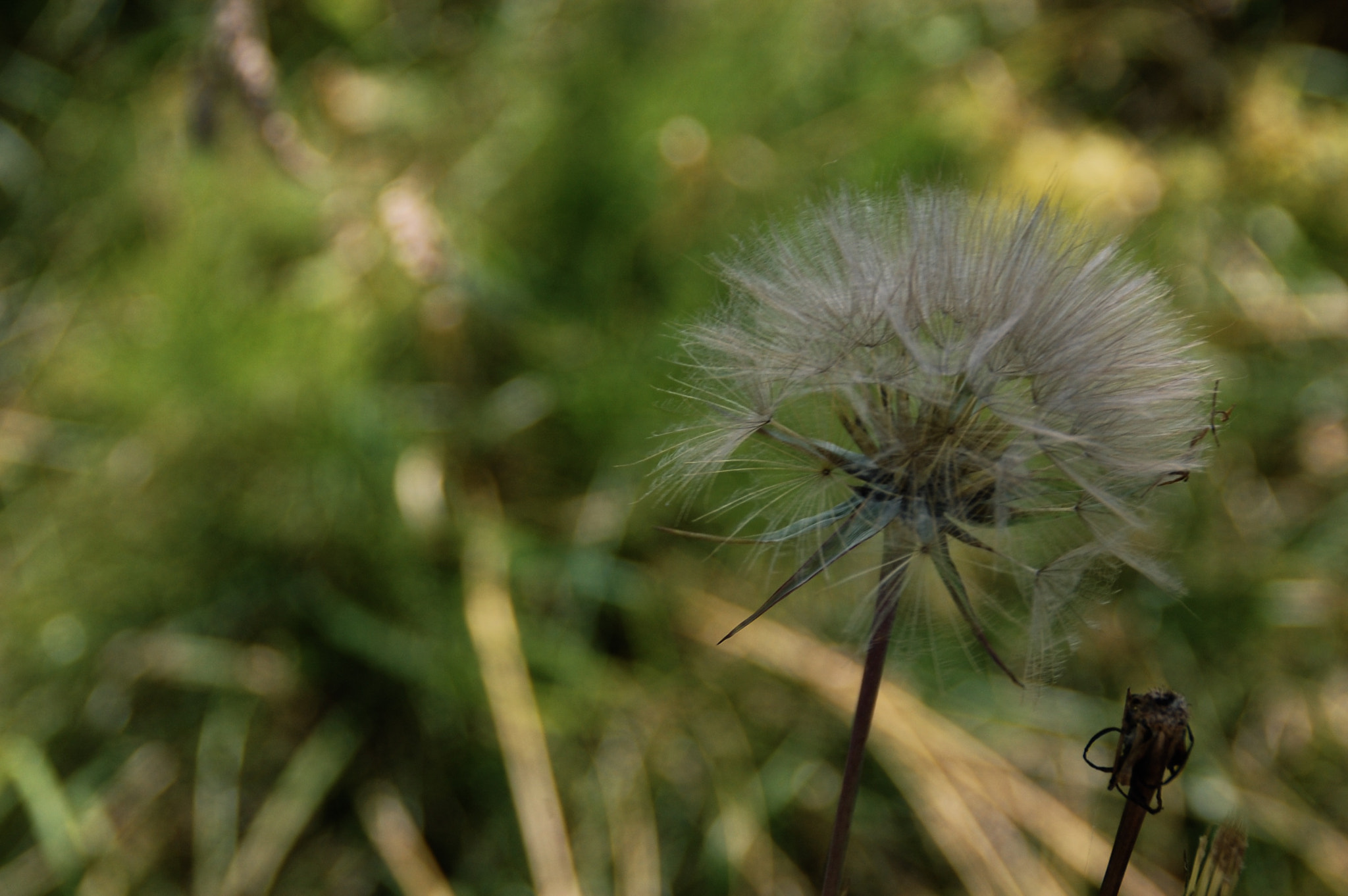 Nikon D40 sample photo