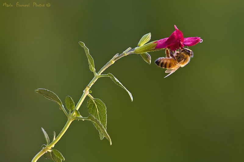 Canon EOS 40D + Canon EF 100-400mm F4.5-5.6L IS USM sample photo. Equilibrium photography