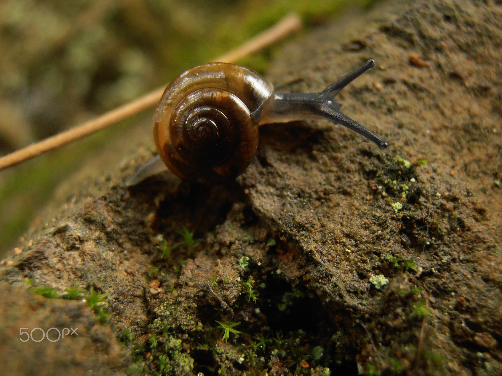 Olympus VR310,D720 sample photo. Snail photography