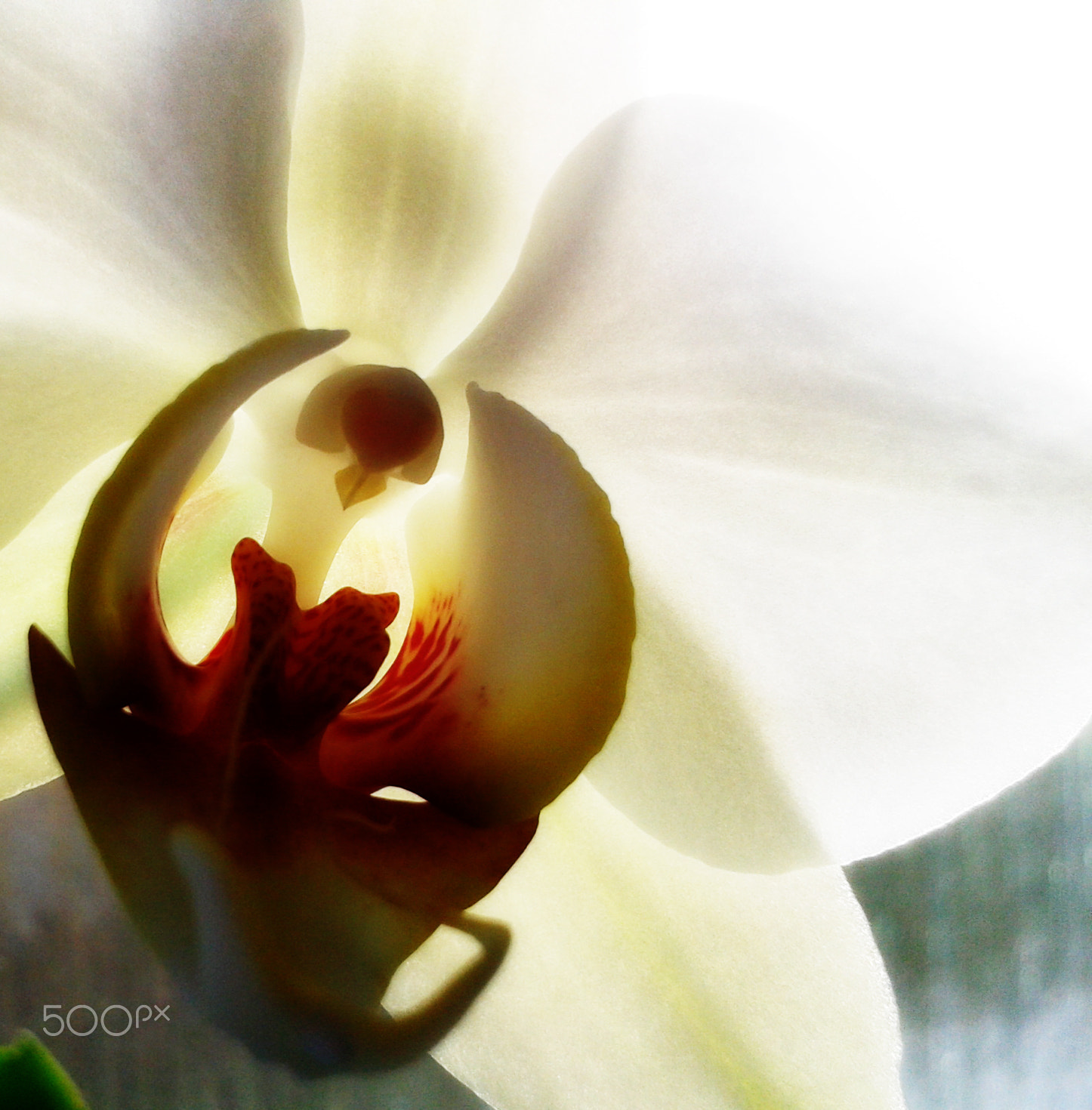 Samsung Galaxy Ace sample photo. Noreen's orchid photography