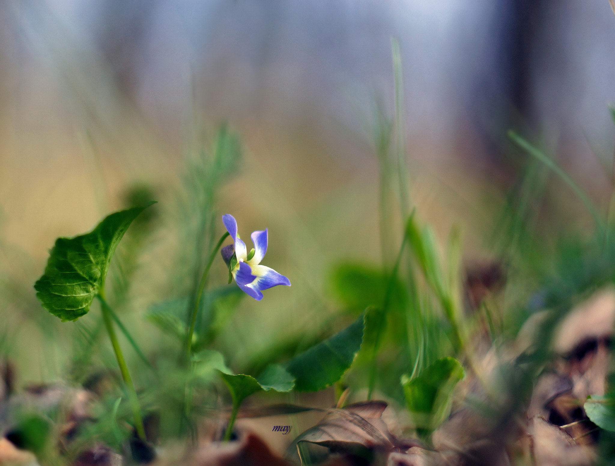 Sony SLT-A65 (SLT-A65V) + Minolta AF 50mm F1.7 sample photo. Forest violet photography