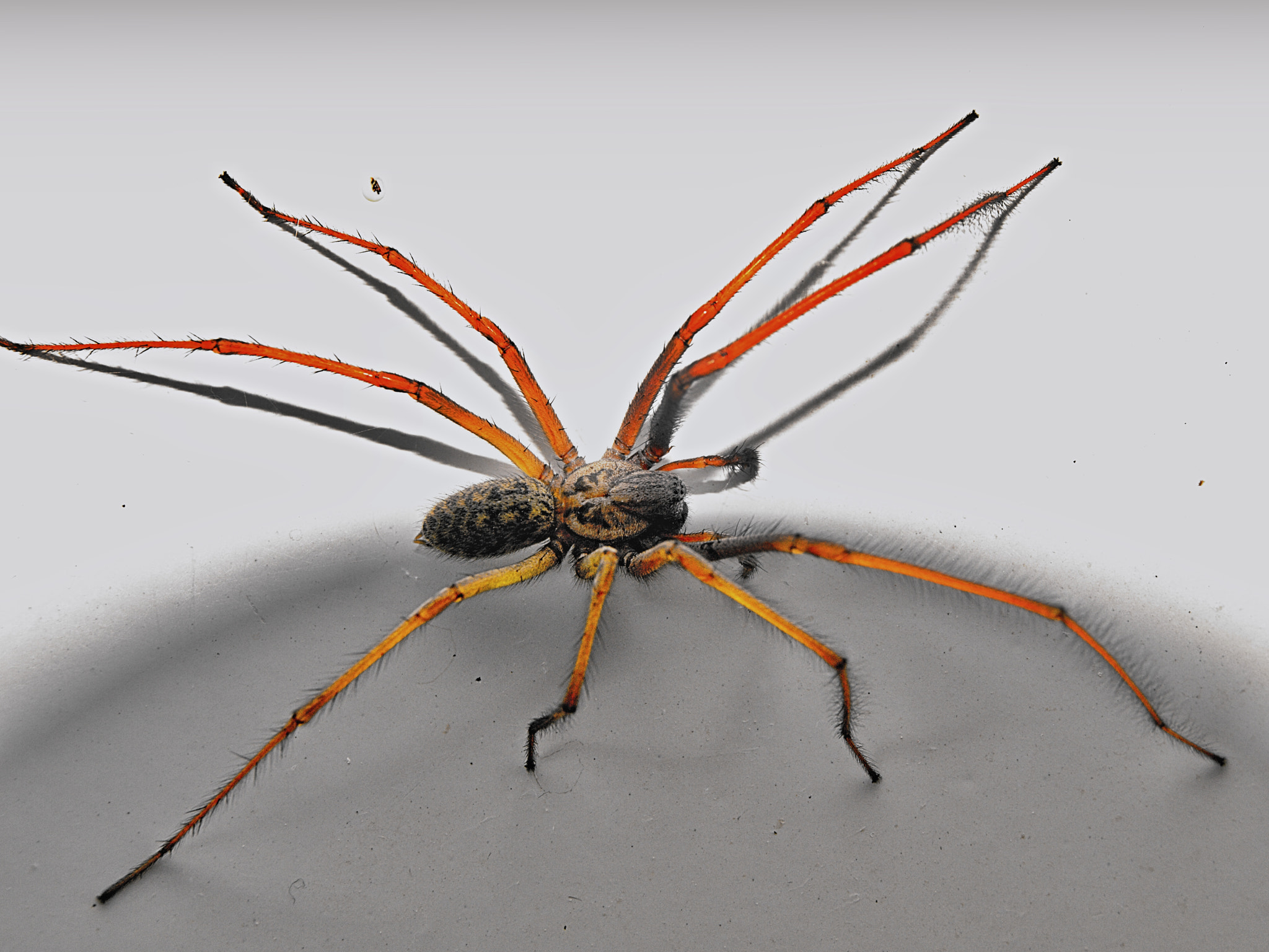 Olympus E-510 (EVOLT E-510) + 14.00 - 42.00 mm f/3.5 - 5.6 sample photo. Walking spider photography