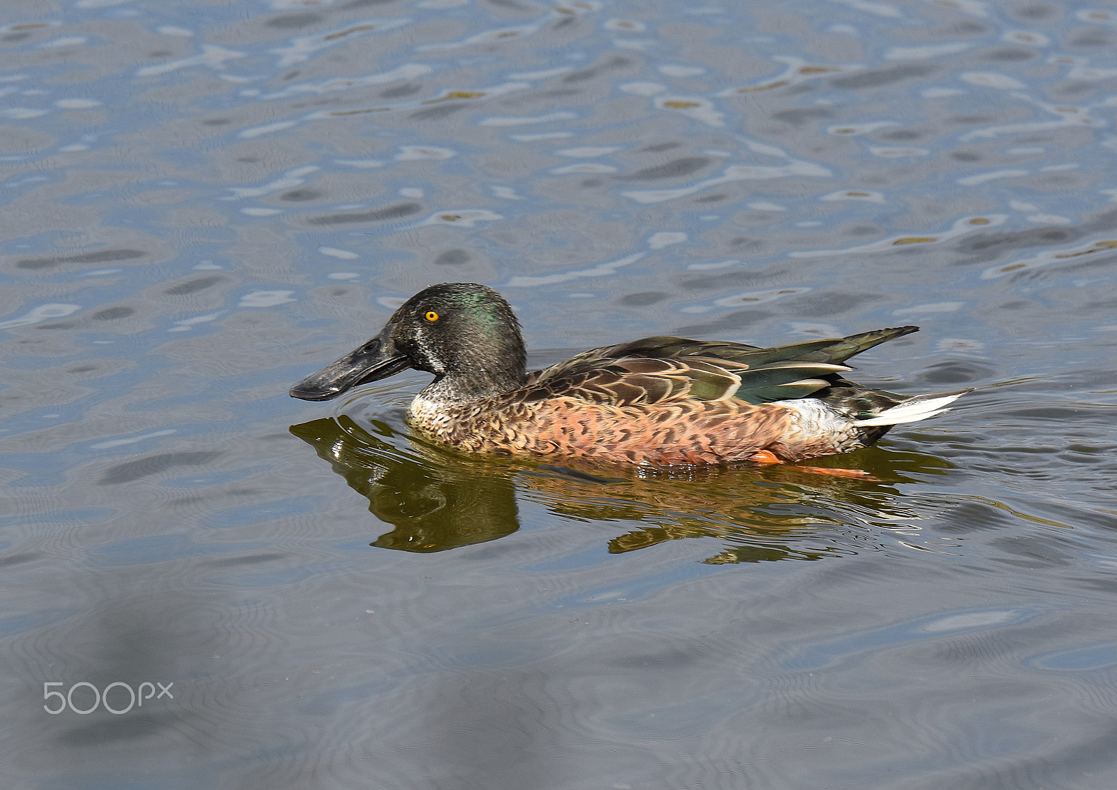 Tamron SP 70-200mm F2.8 Di VC USD sample photo. Pato pico cuchara (anas clypeata) photography