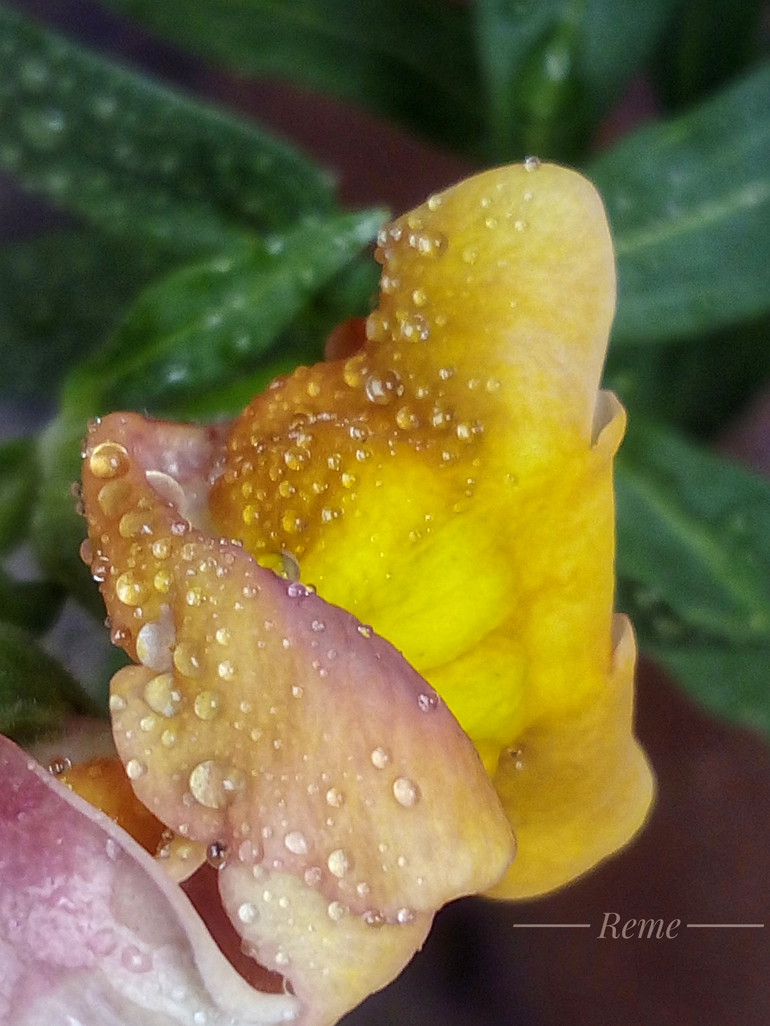 bq Aquaris E5 HD sample photo. Rocio y flor photography