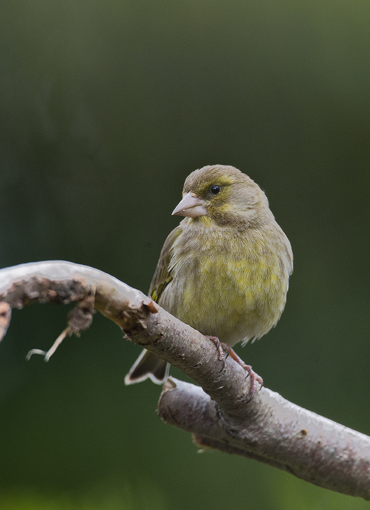 Nikon AF-S Nikkor 600mm F4D ED-IF II sample photo. Green finch photography