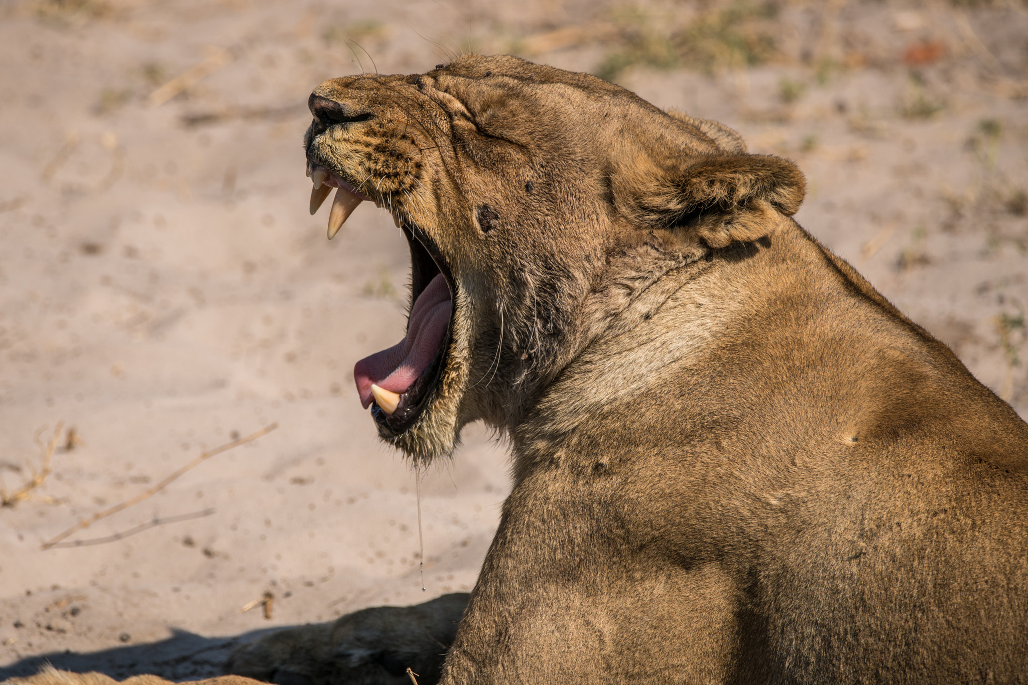 Sony a7R II + Tamron SP 150-600mm F5-6.3 Di VC USD sample photo. The endurance of a lioness photography