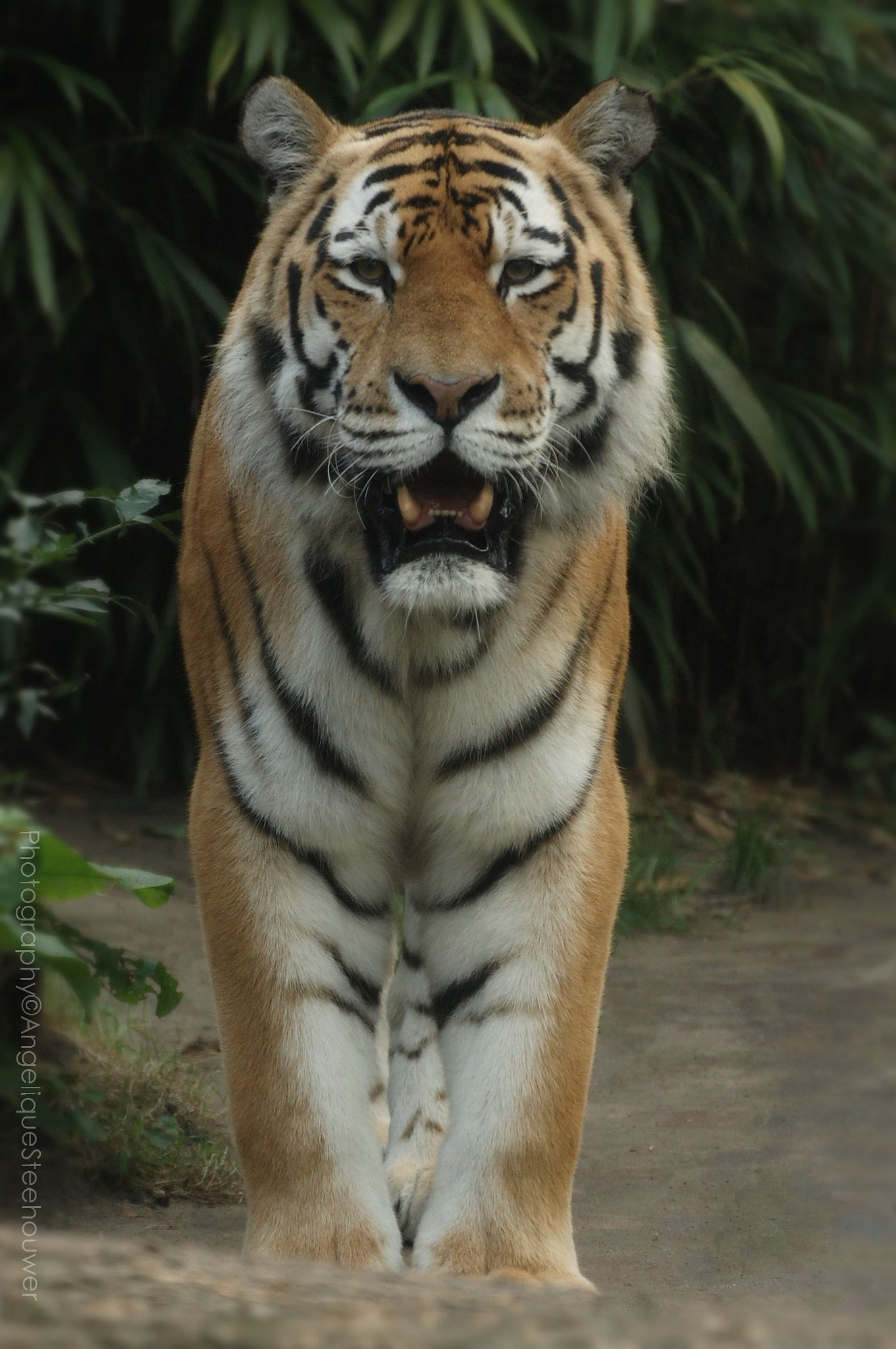 Nikon D40 sample photo. Tiger photography