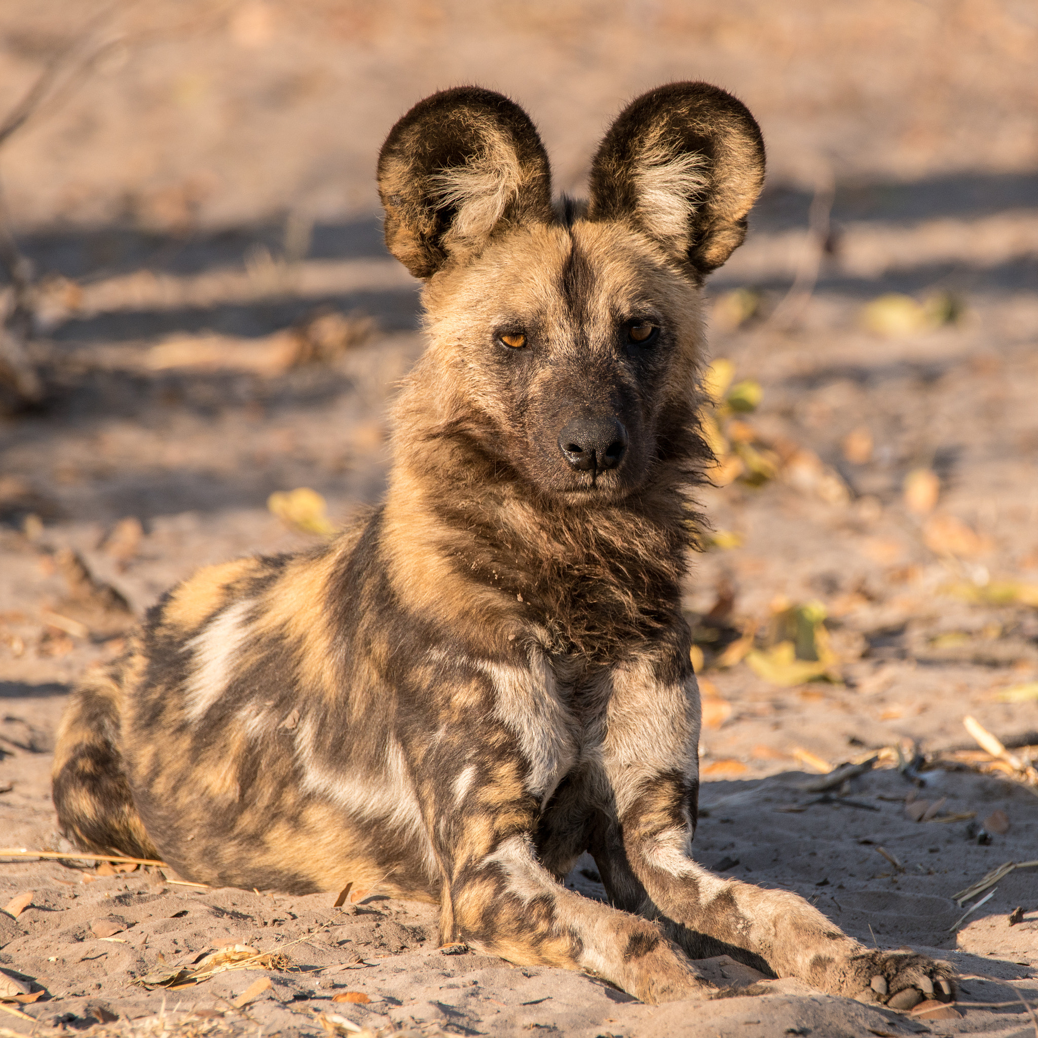 Sony a7R II + Tamron SP 150-600mm F5-6.3 Di VC USD sample photo. Wild dog in repose photography